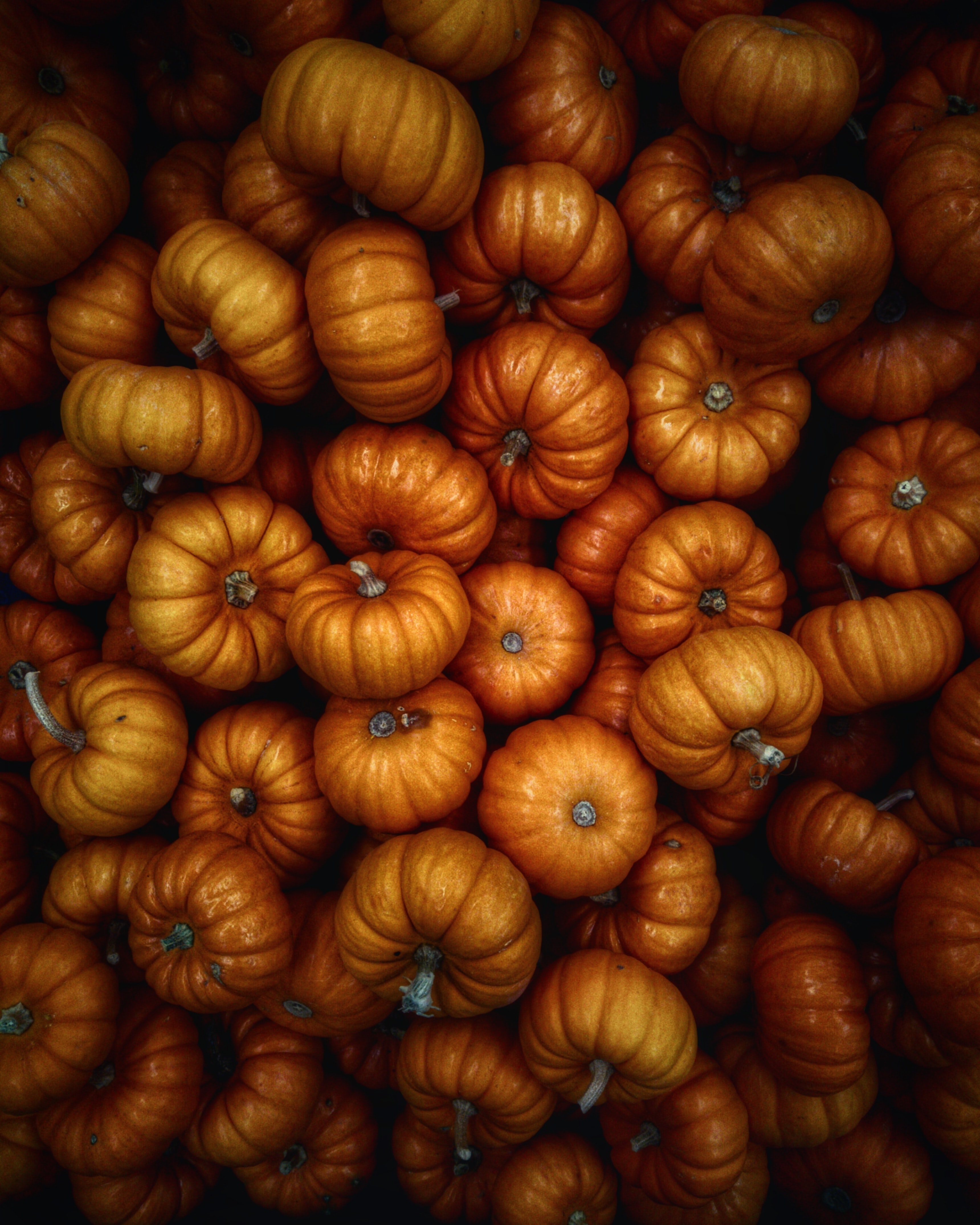 autumn, food, vegetables, pumpkin, harvest