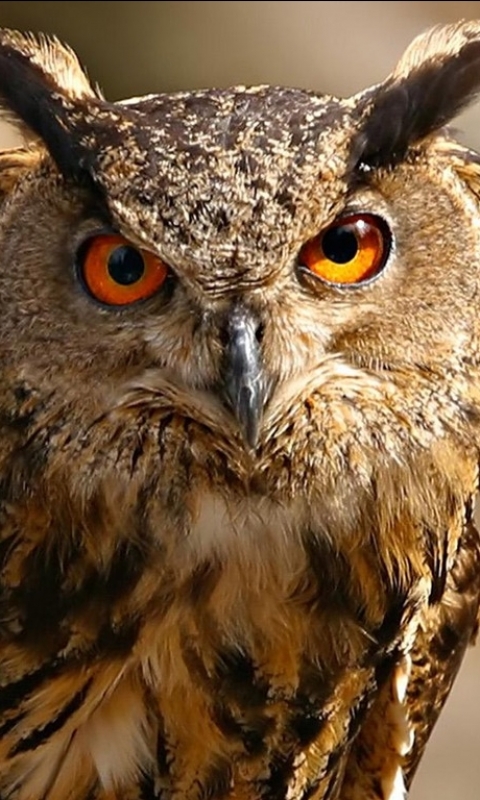 Download mobile wallpaper Owl, Birds, Animal for free.