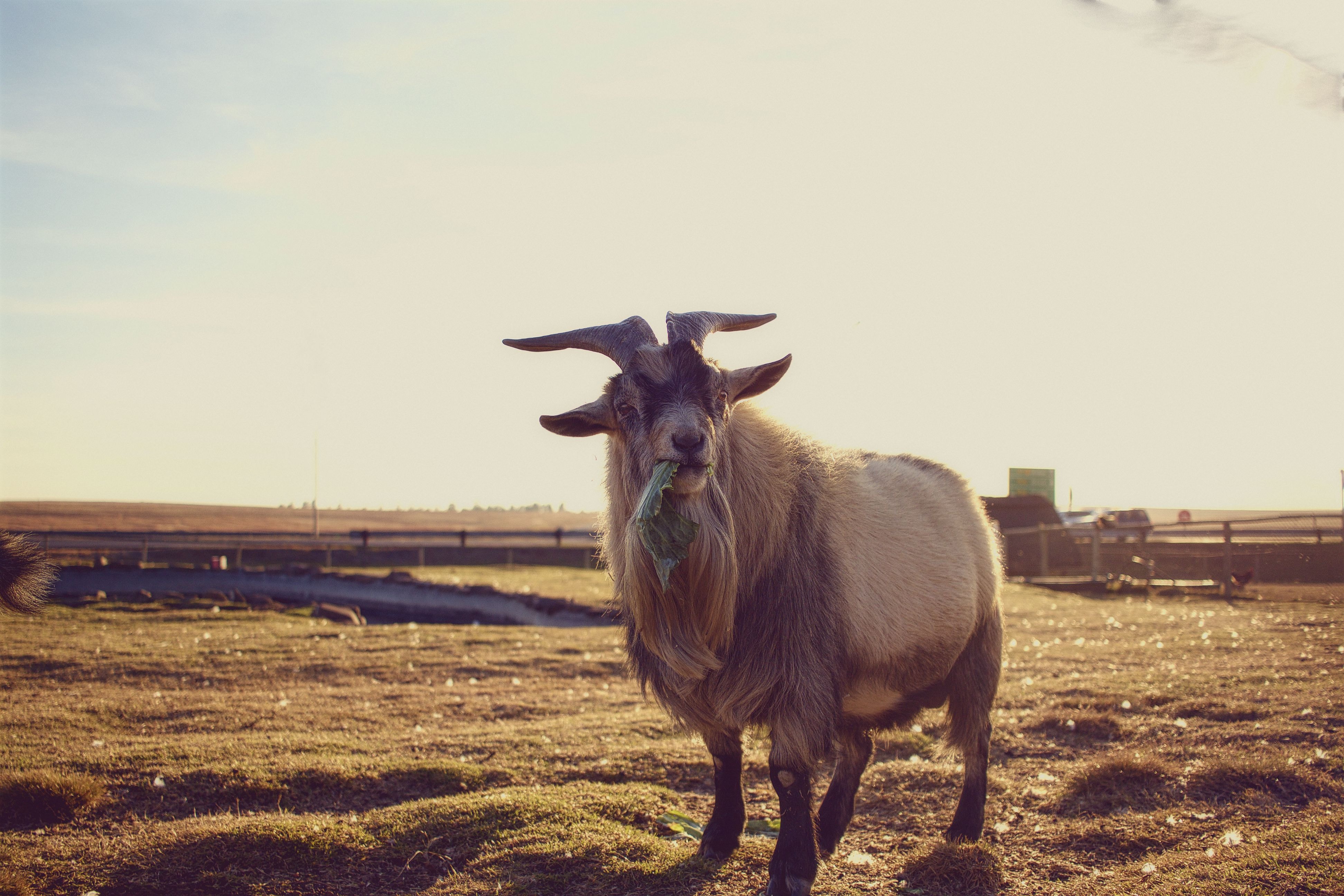 PCデスクトップに動物, 草, ヤギ, 食品, 山羊画像を無料でダウンロード