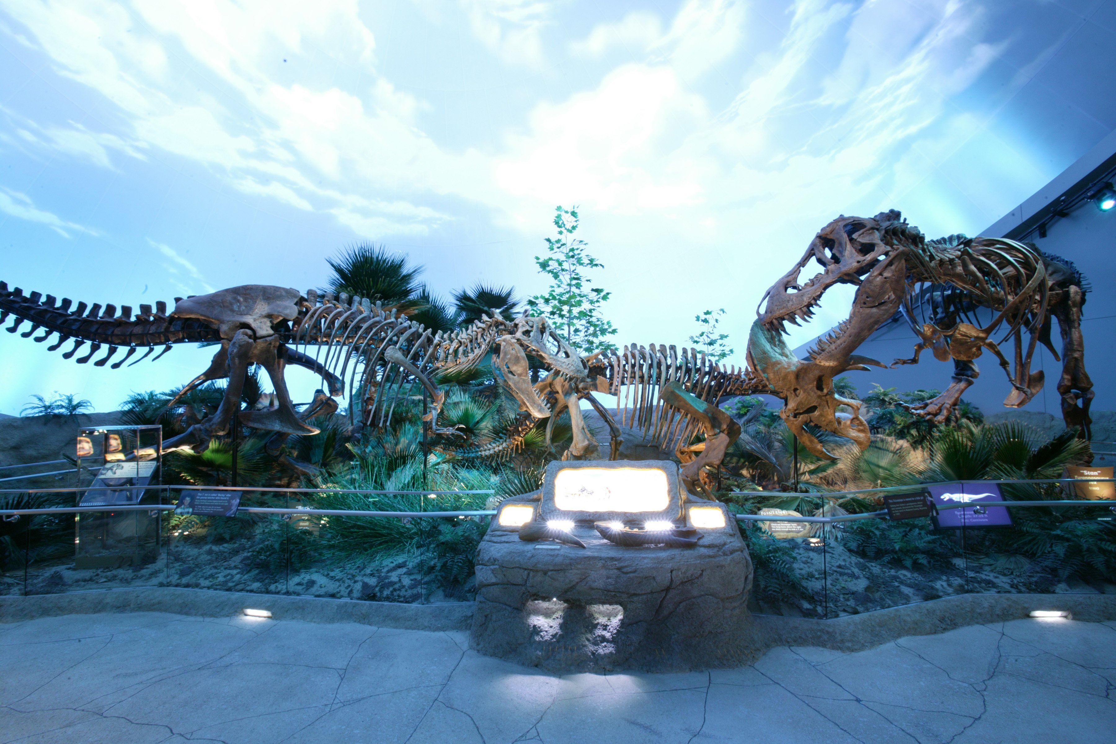 521335 скачать обои динозавр, скелет, животные, ископаемое, динозавры - заставки и картинки бесплатно