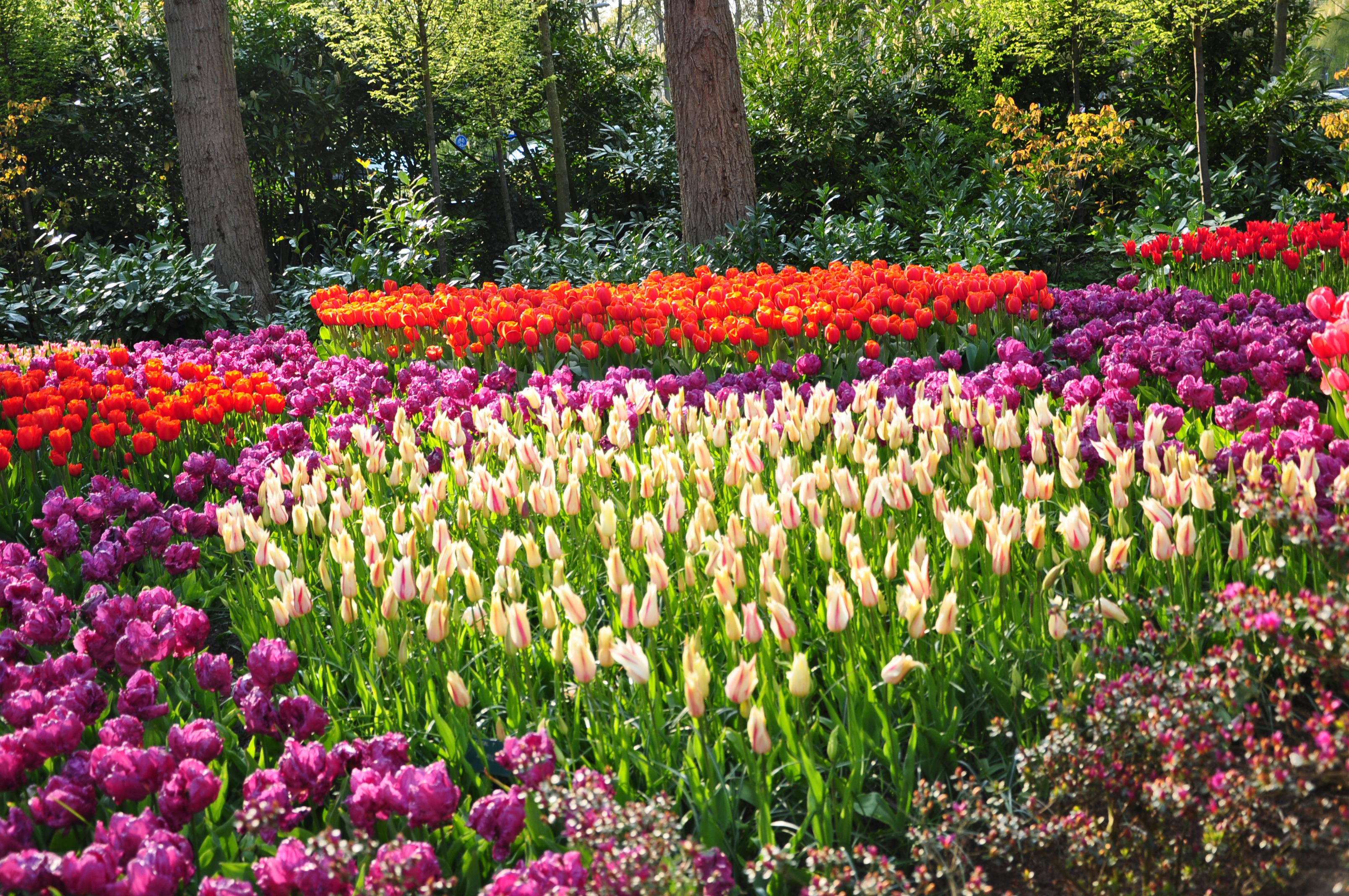 Free download wallpaper Flowers, Park, Earth, Colors, Colorful, Spring, Tulip, Netherlands on your PC desktop
