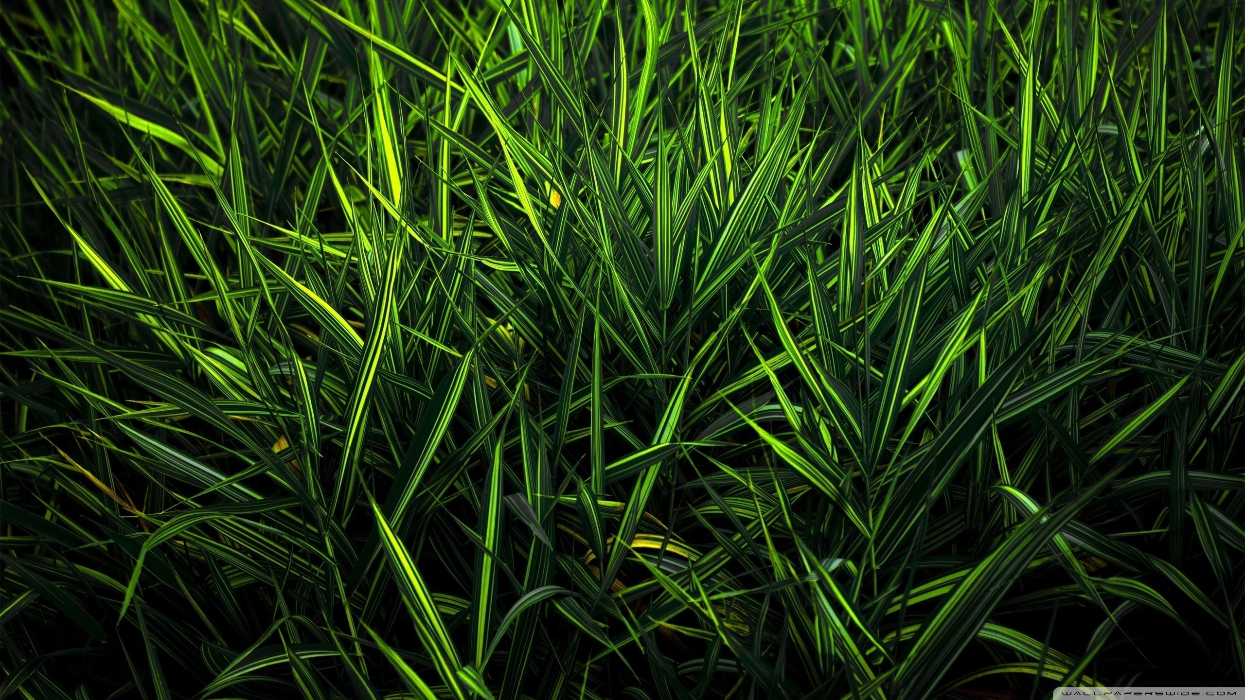 Free download wallpaper Grass, Plants on your PC desktop