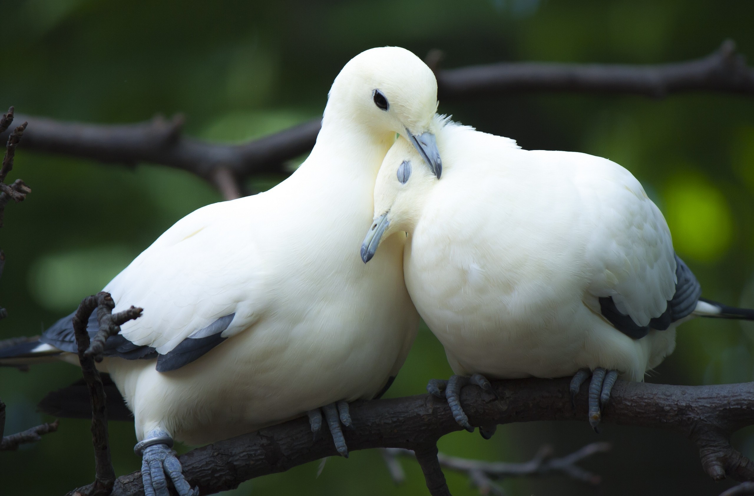 couple, white dove, animal, dove, branch, birds
