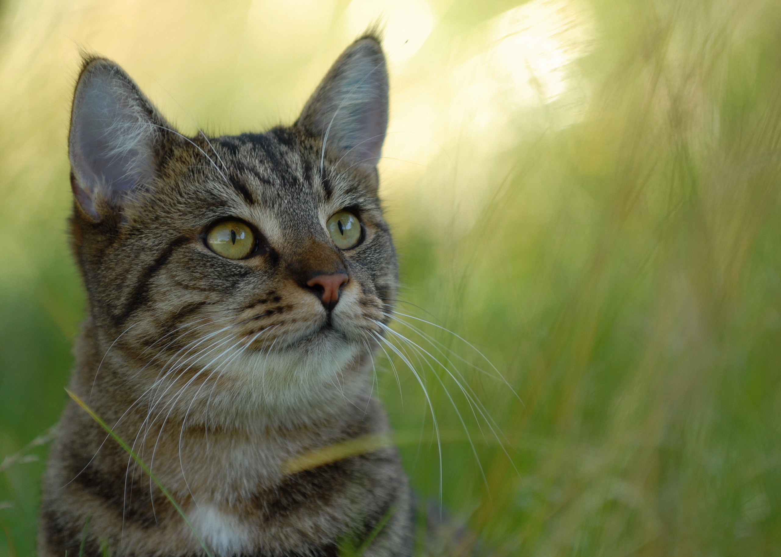 Download mobile wallpaper Animals, Grass, Striped, Cat, Smooth, Blur for free.