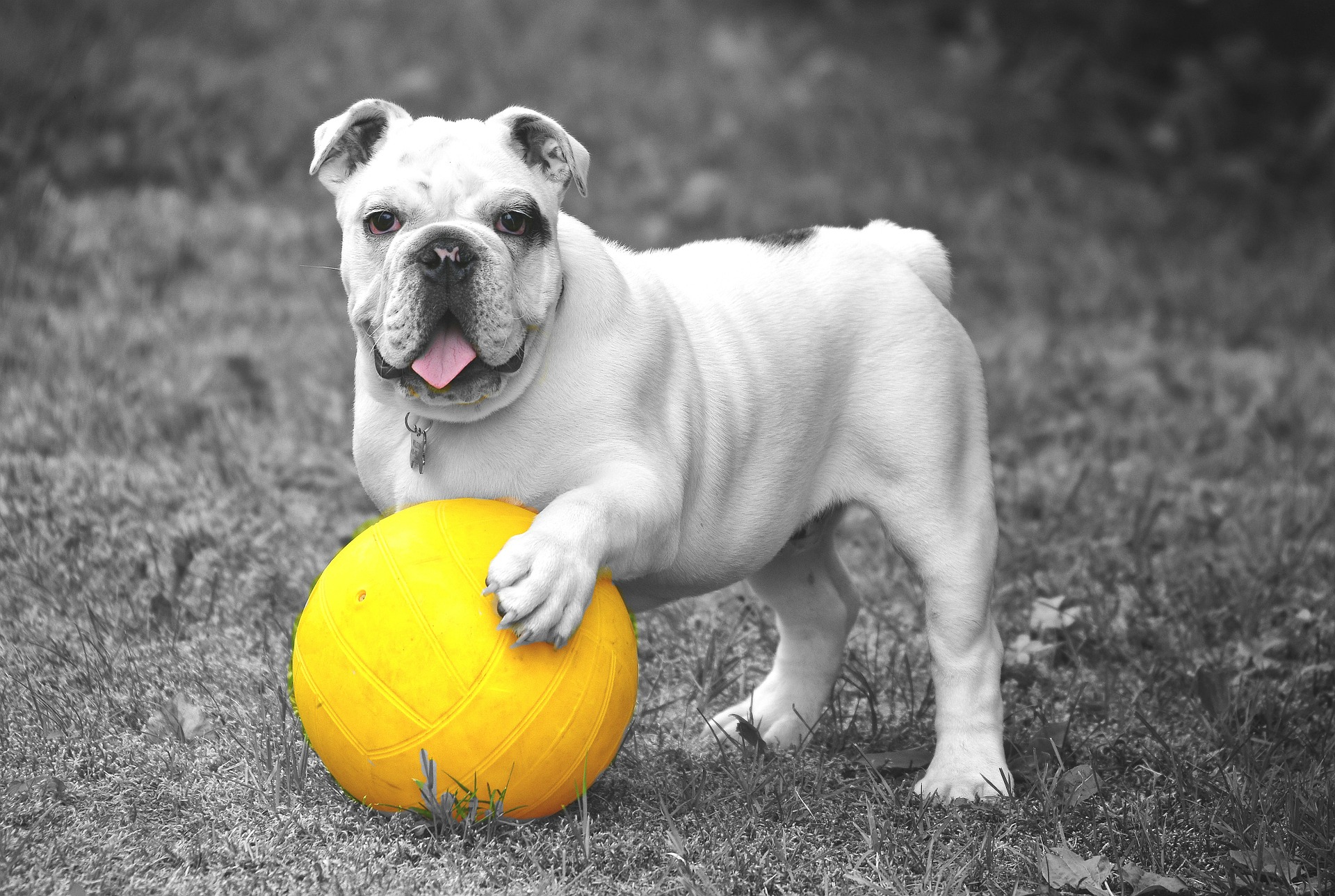 427438 descargar imagen animales, bulldog inglés, bola, buldog, perro, perros: fondos de pantalla y protectores de pantalla gratis