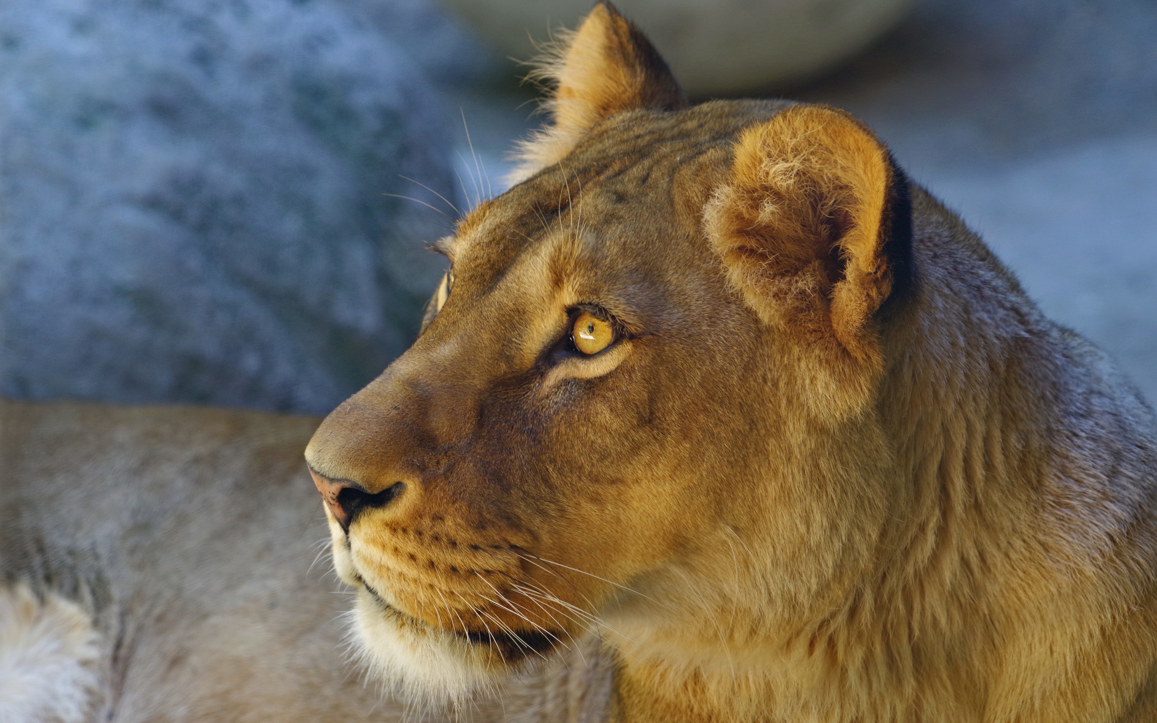 Descarga gratuita de fondo de pantalla para móvil de Animales, Gatos, León.