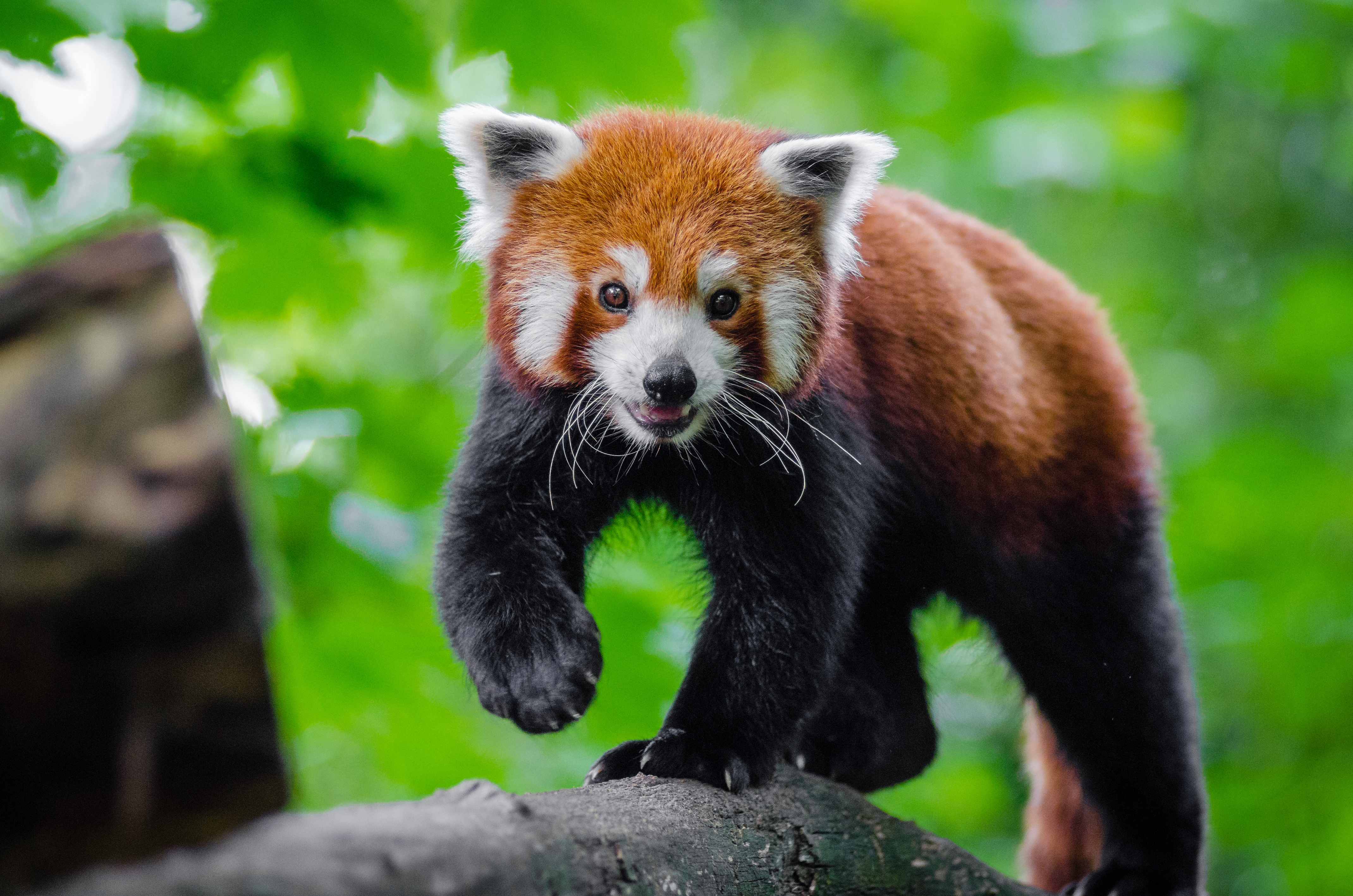 81349 descargar fondo de pantalla animales, lindo, querido, panda rojo, pequeño panda, panda pequeño: protectores de pantalla e imágenes gratis