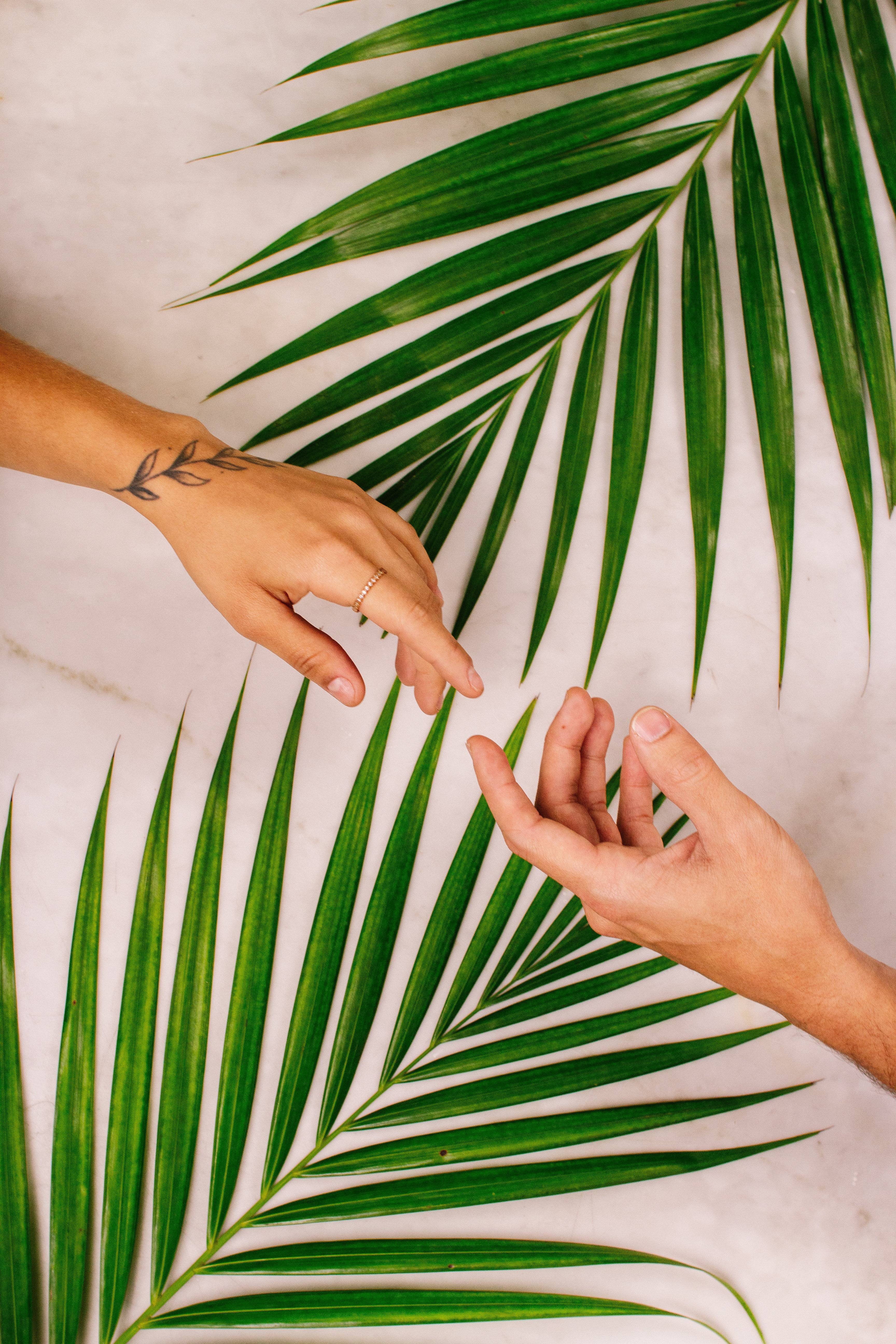 palm, love, touch, leaves, hands, touching cellphone