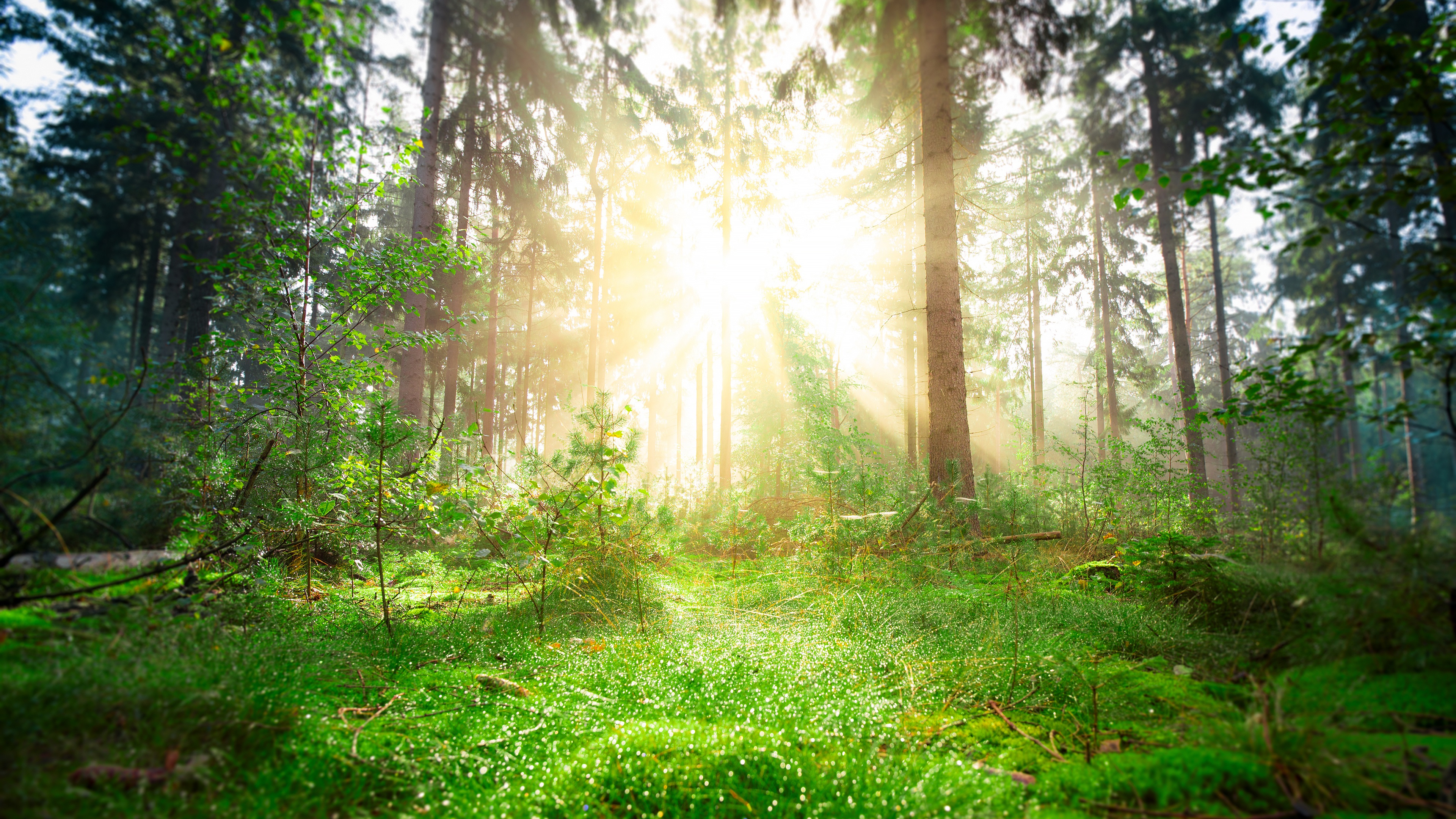 Download mobile wallpaper Pine, Forest, Earth, Trunk, Sunbeam, Greenery for free.