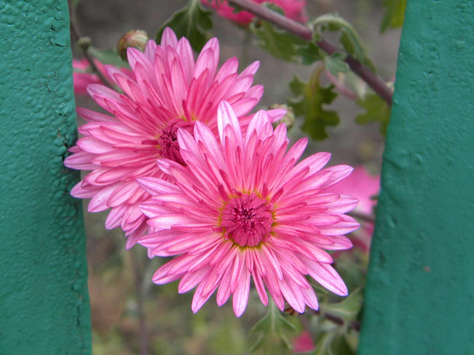 Descarga gratuita de fondo de pantalla para móvil de Flores, Plantas.