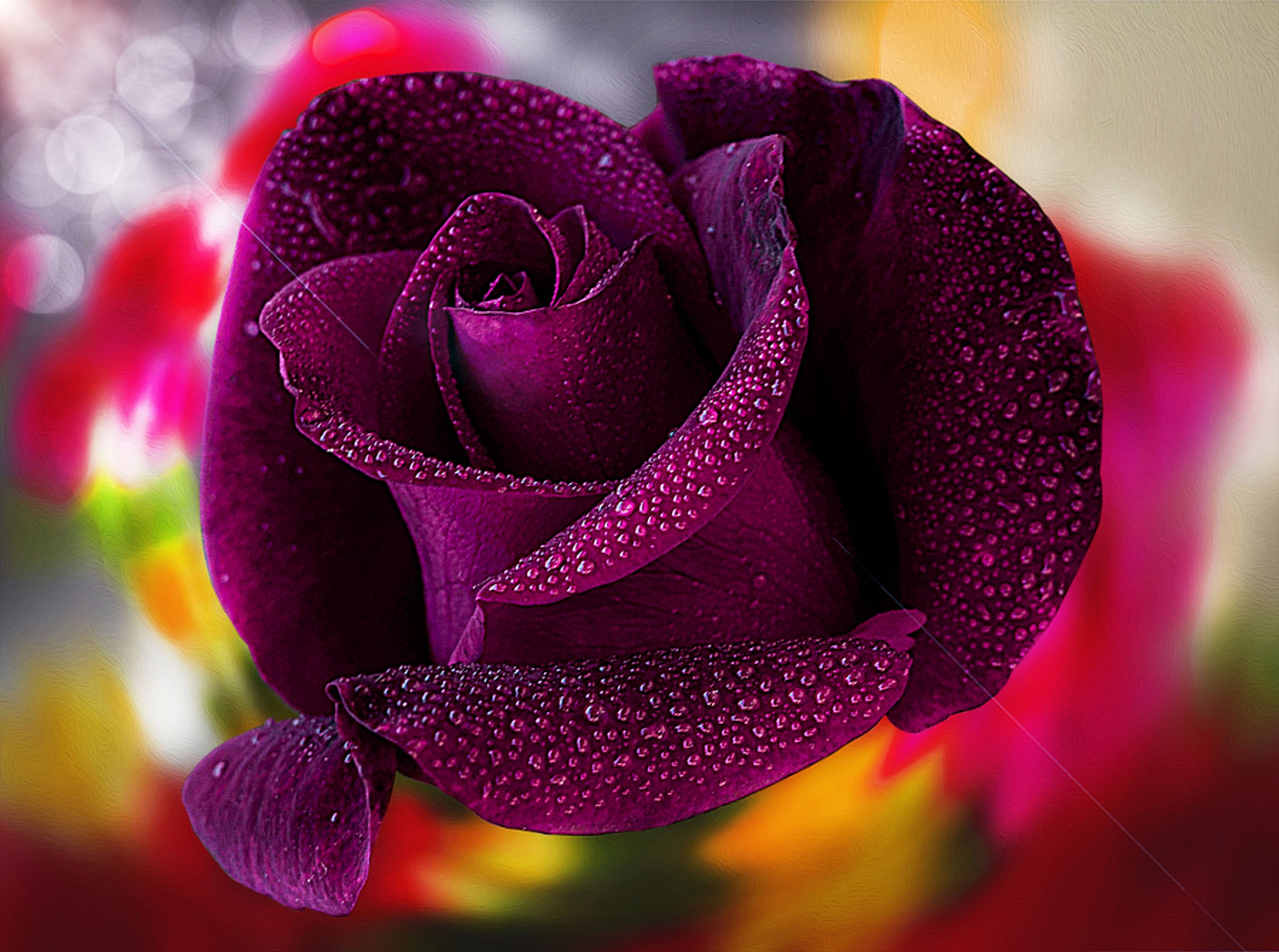 Download mobile wallpaper Flowers, Flower, Rose, Close Up, Earth, Purple Flower, Water Drop for free.
