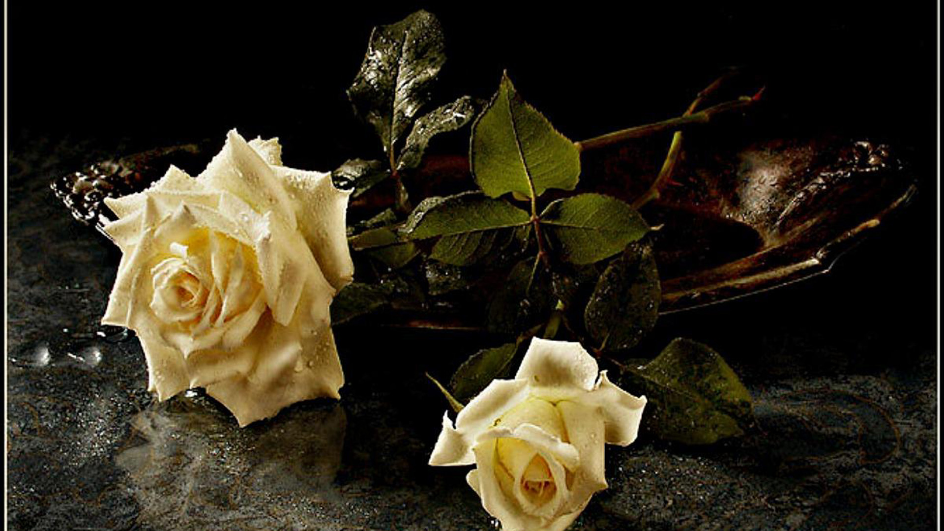 Завантажити шпалери безкоштовно Квітка, Роза, Земля, Біла Квітка картинка на робочий стіл ПК