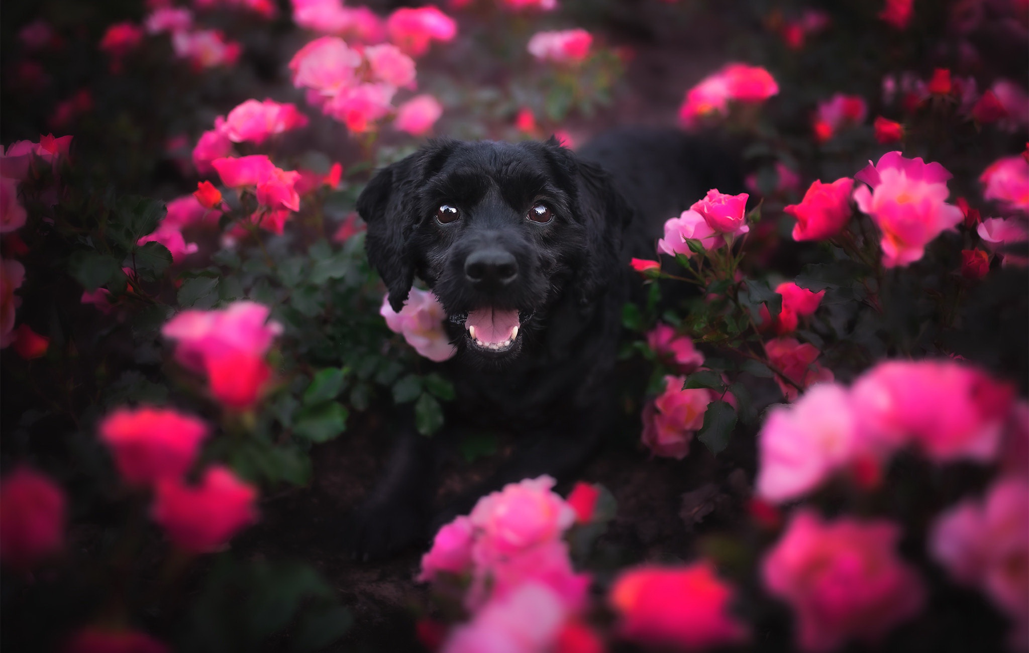 Download mobile wallpaper Dogs, Flower, Dog, Animal, Pink Flower for free.