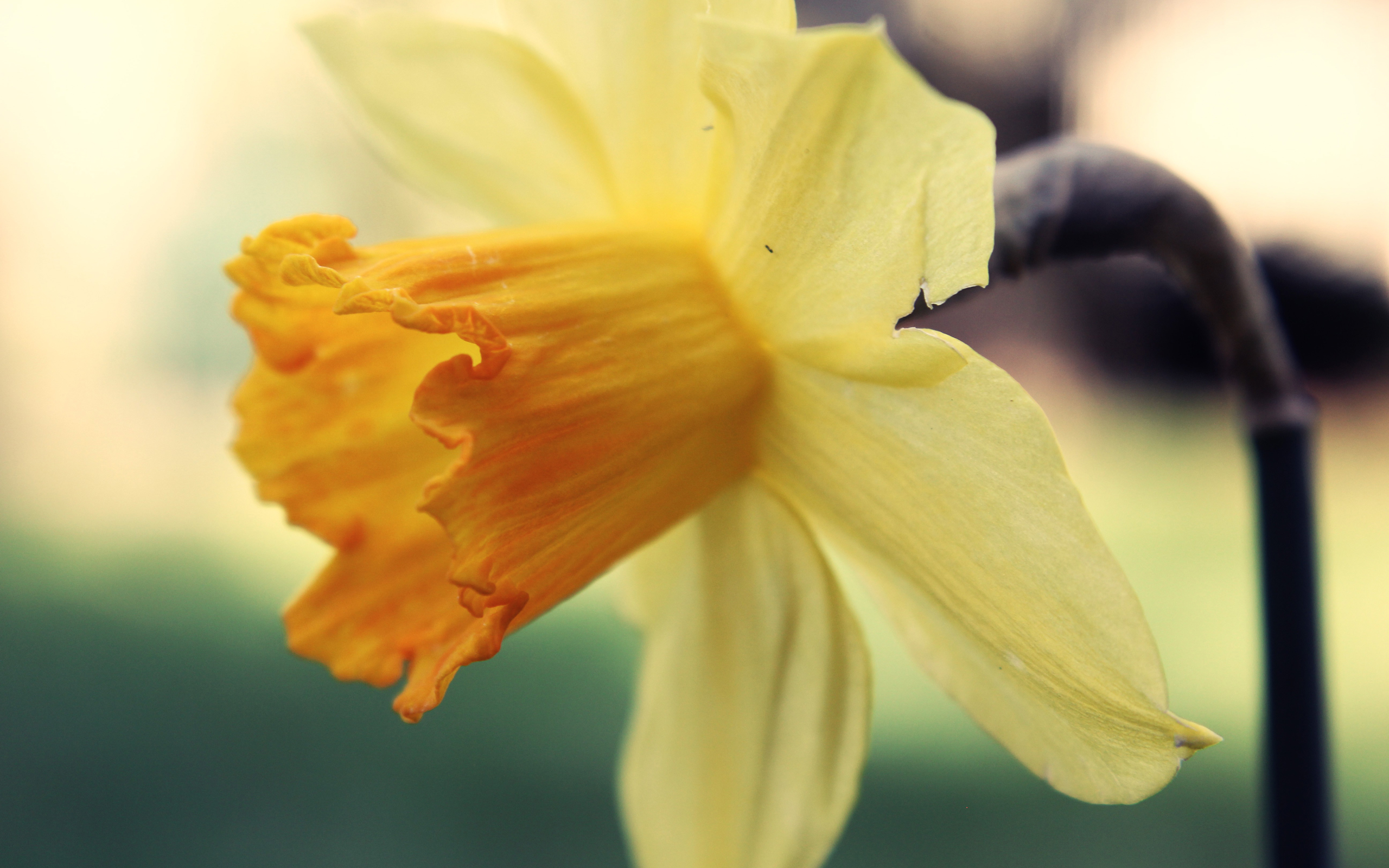 Download mobile wallpaper Flowers, Flower, Earth, Yellow Flower, Daffodil for free.