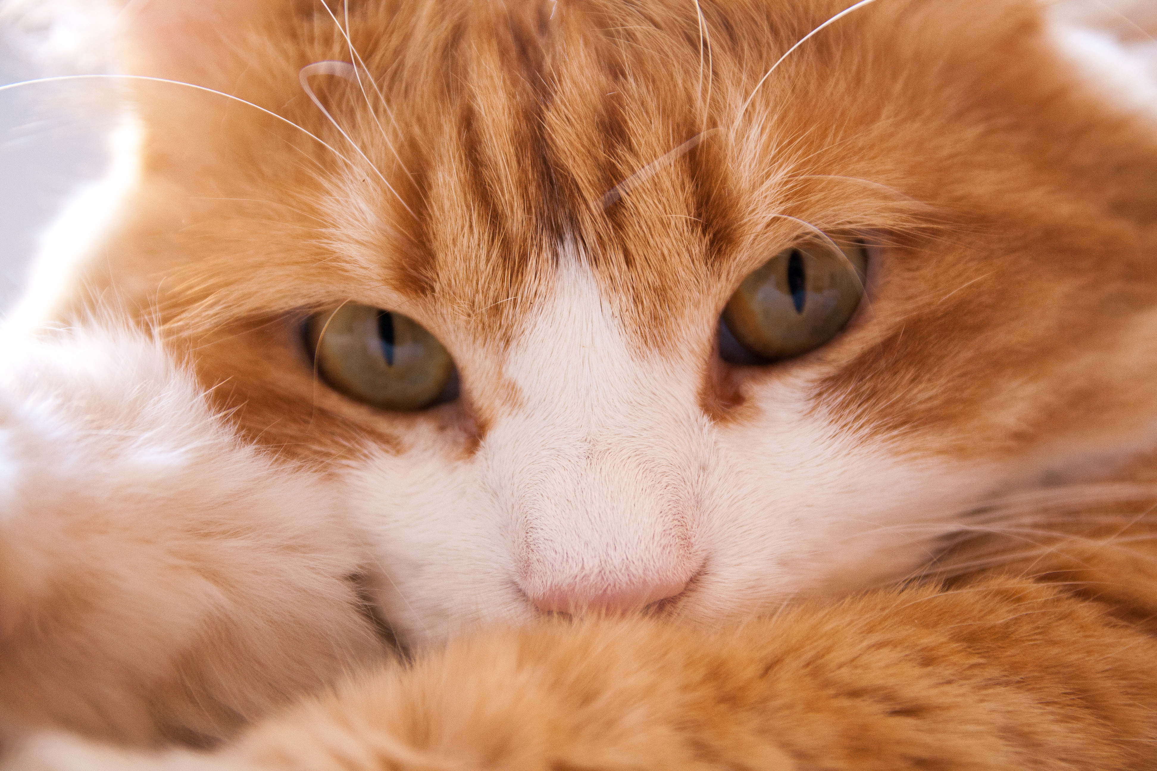 Free download wallpaper Cats, Cat, Close Up, Animal, Stare on your PC desktop