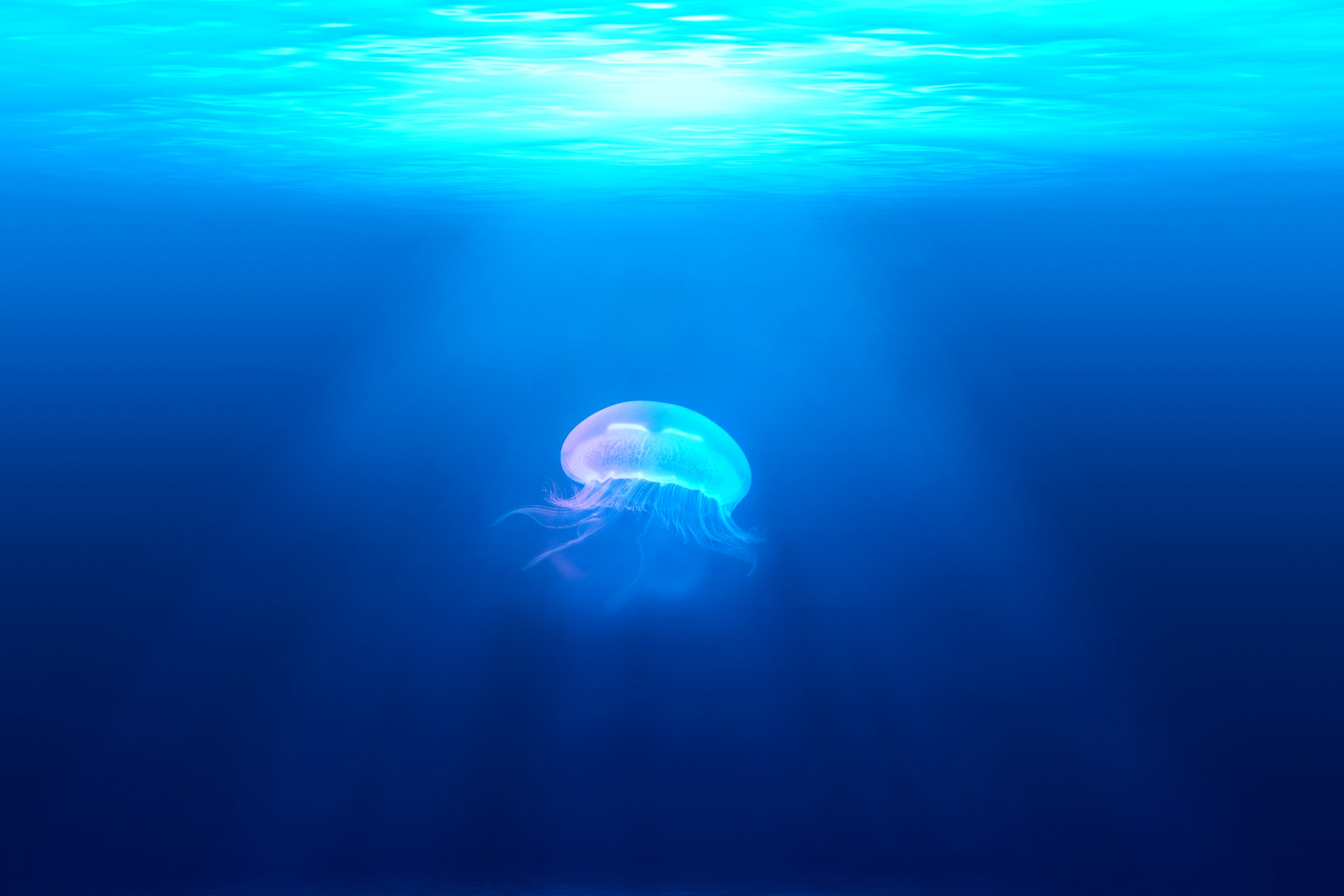Download mobile wallpaper Jellyfish, Fishes, Ocean, Animal, Underwater, Sunbeam for free.