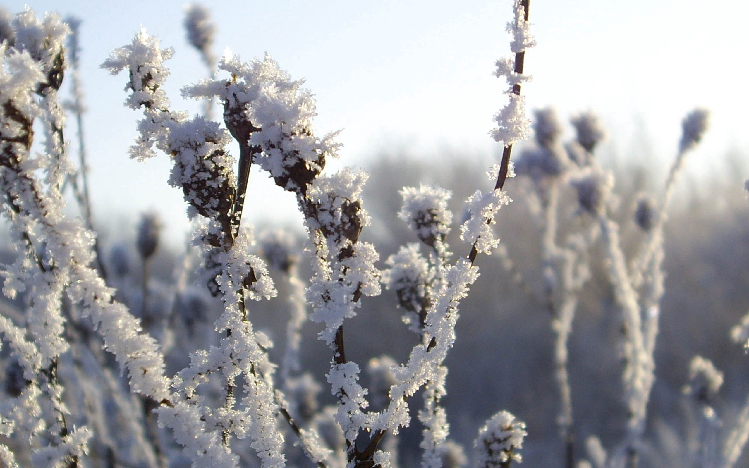 Download mobile wallpaper Bush, Snow, Frost, Hoarfrost, Cold, Winter, Ice, Nature for free.