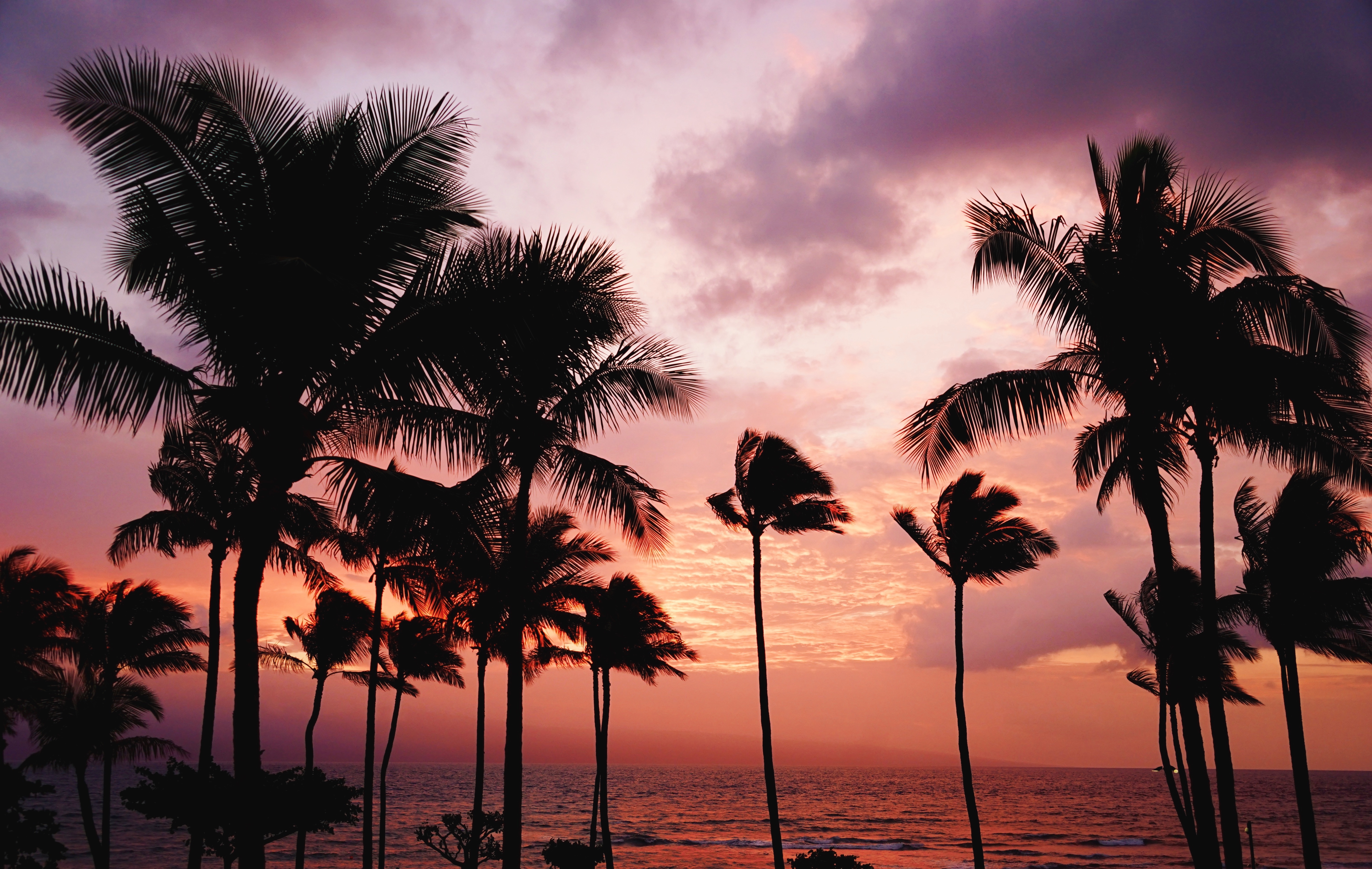 Handy-Wallpaper Natur, Palms, Sunset, Sea kostenlos herunterladen.