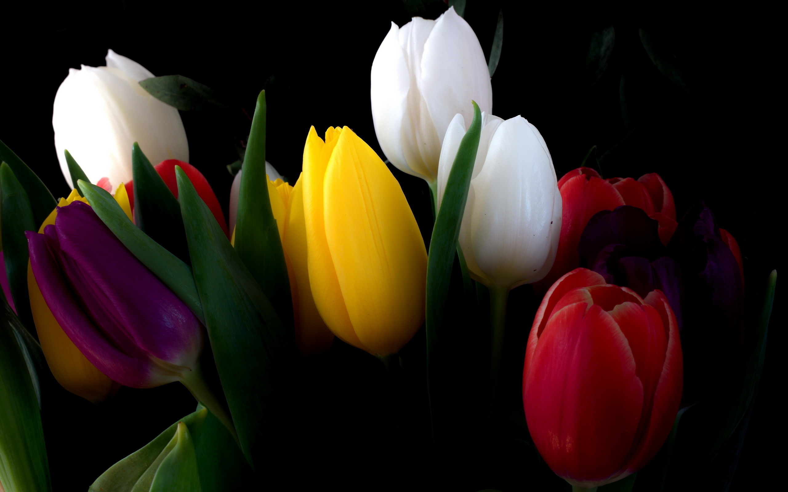 Скачать обои бесплатно Тюльпан, Флауэрсы, Цветок, Земля/природа картинка на рабочий стол ПК