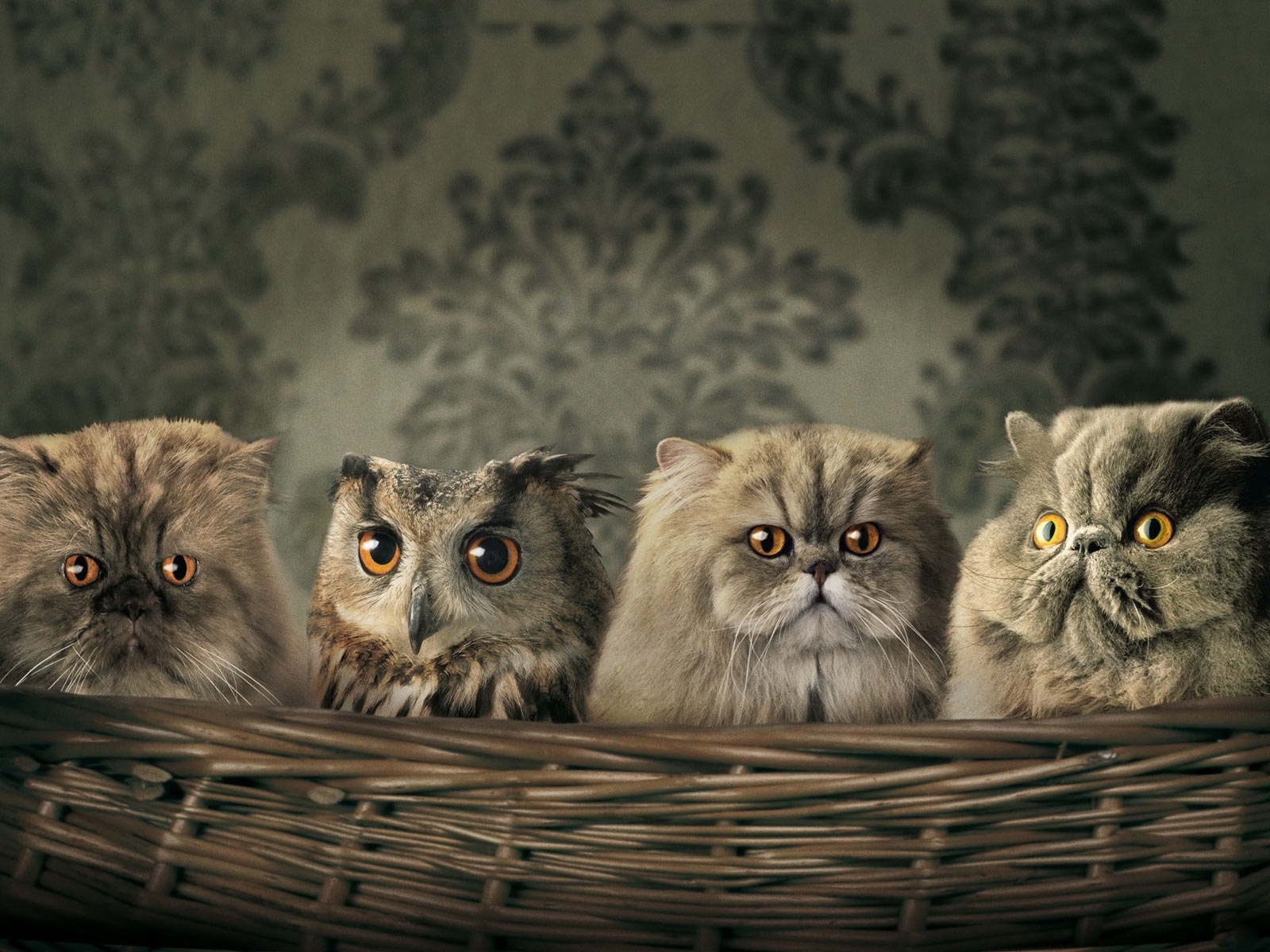 Free download wallpaper Animals, Cats, Owl, Funny on your PC desktop