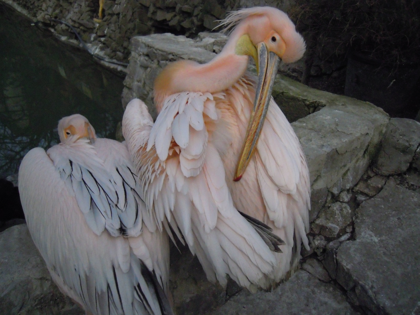 23409 скачать картинку животные, птицы, пеликаны, серые - обои и заставки бесплатно