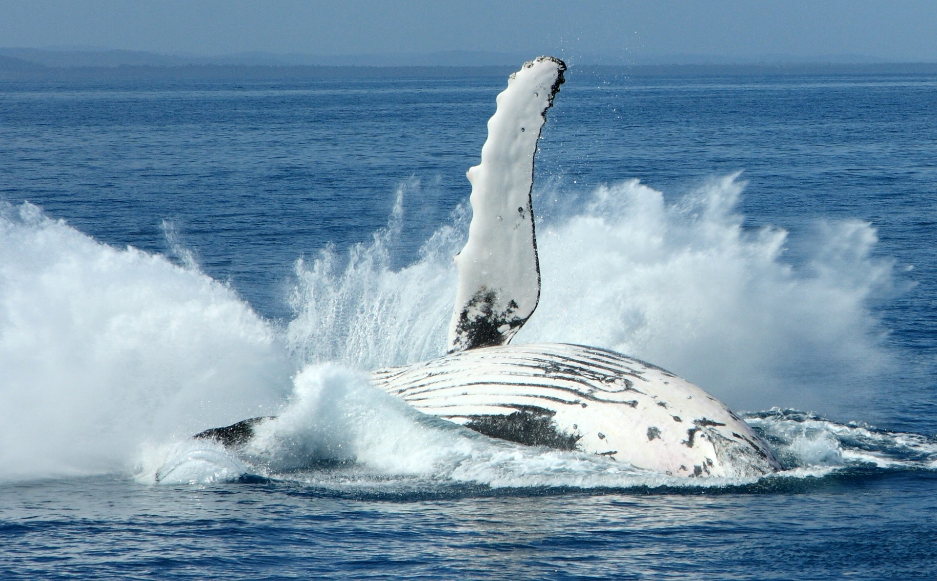 animal, whale, humpback whale