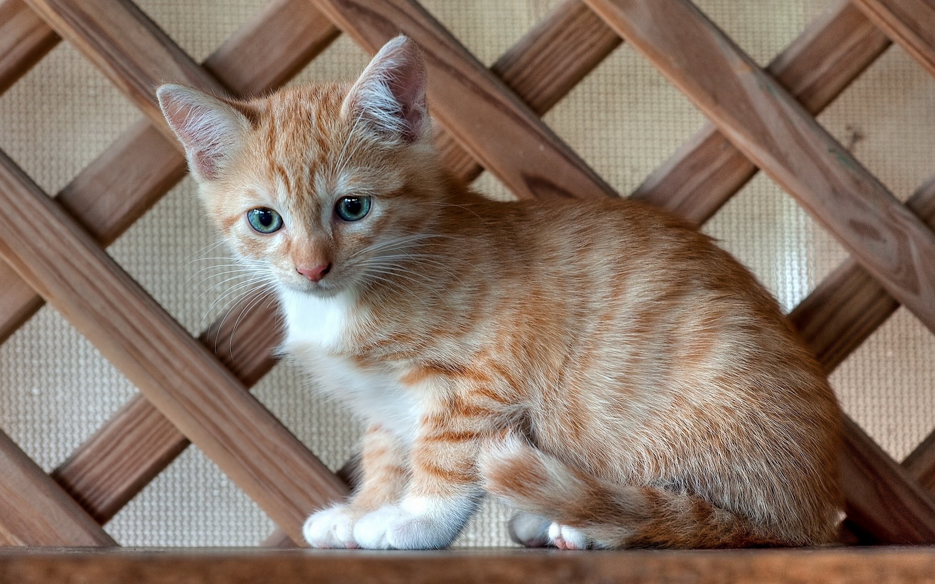 Handy-Wallpaper Tiere, Katzen, Katze kostenlos herunterladen.