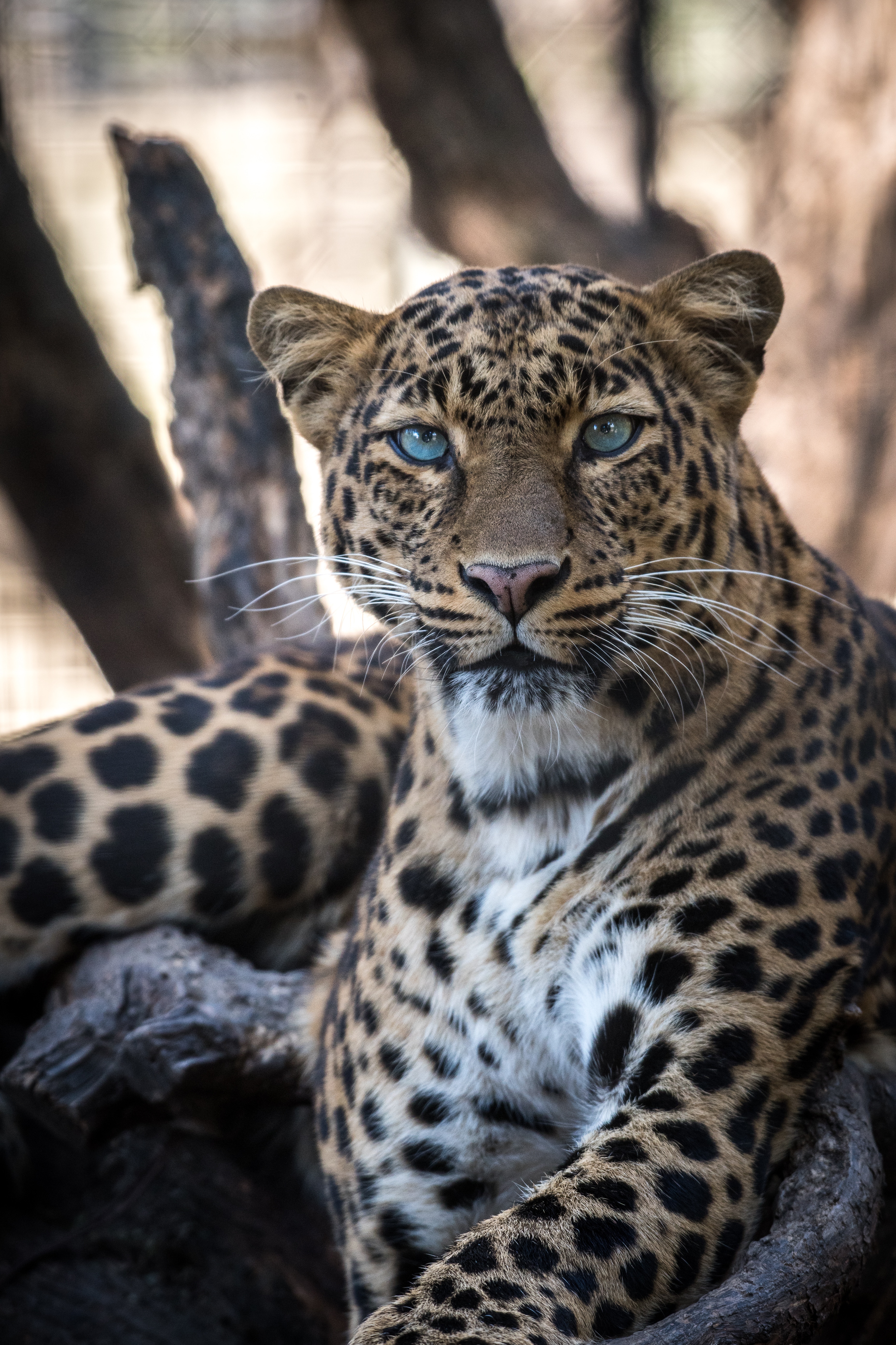 68412 télécharger le fond d'écran léopard, gros chat, animaux, prédateur, fauve, vue, opinion - économiseurs d'écran et images gratuitement