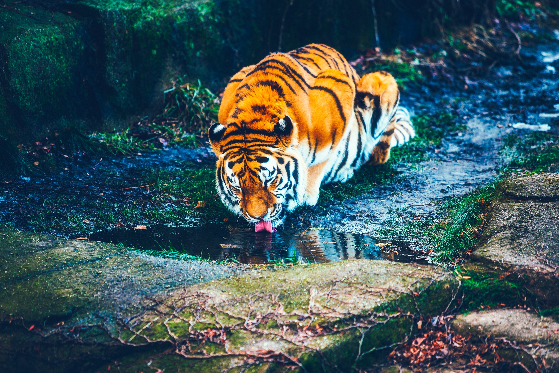 109625 скачать картинку тигр, животные, река, водопой - обои и заставки бесплатно