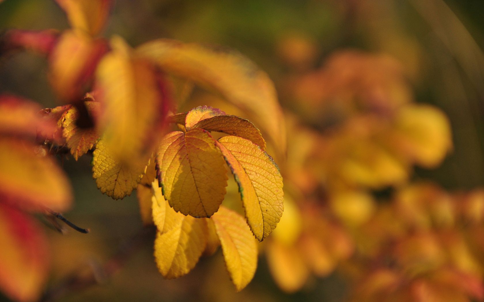 autumn, leaves, briar, macro, branches