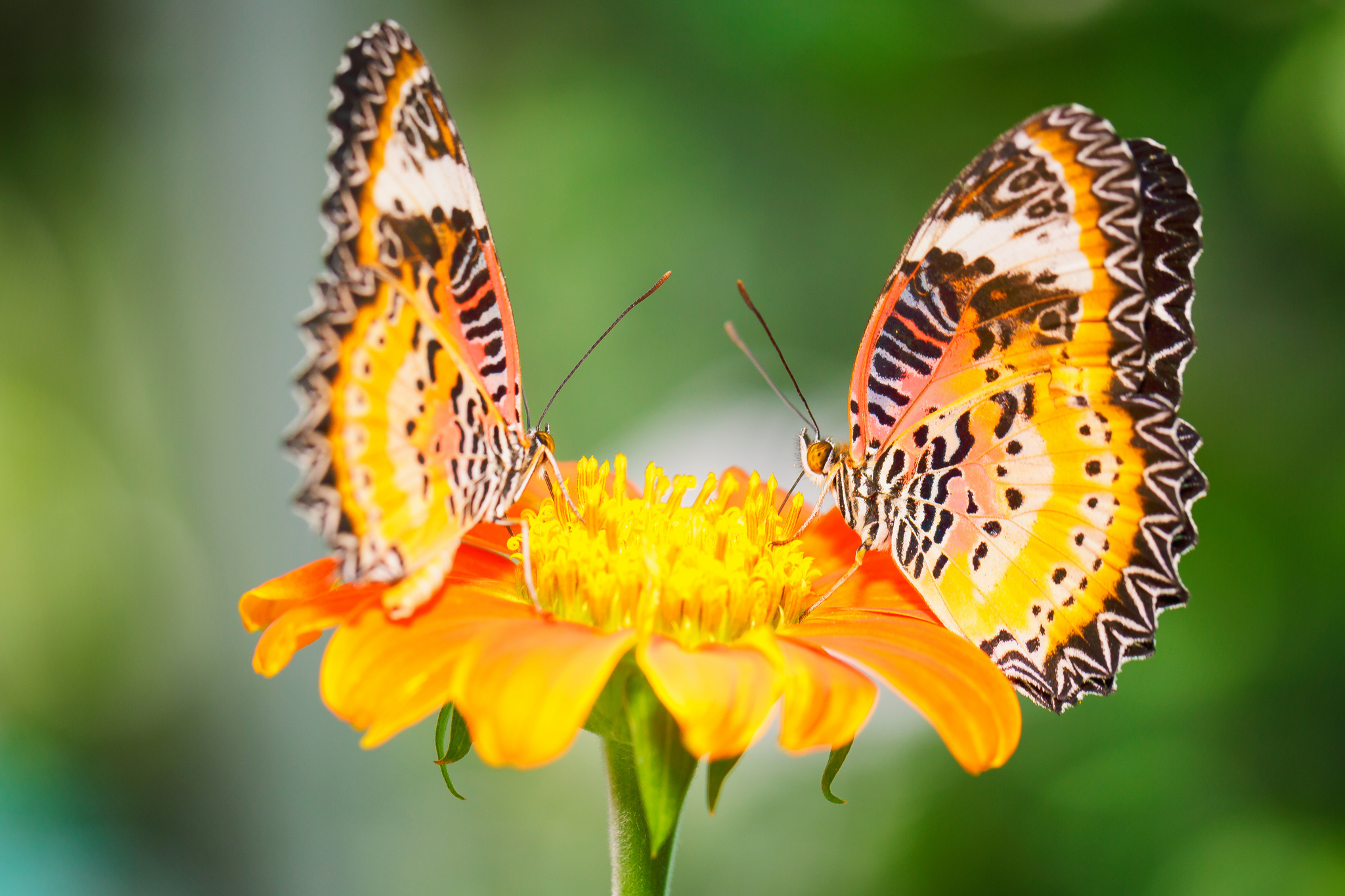 Descarga gratuita de fondo de pantalla para móvil de Animales, Mariposa.