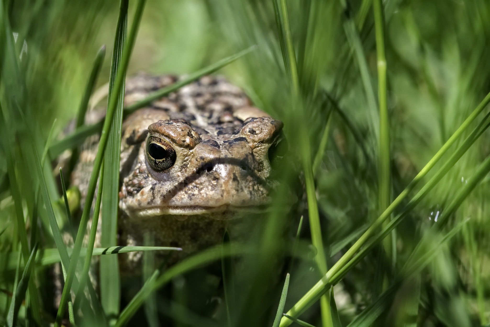 Download mobile wallpaper Animal, Amphibian, Toad for free.