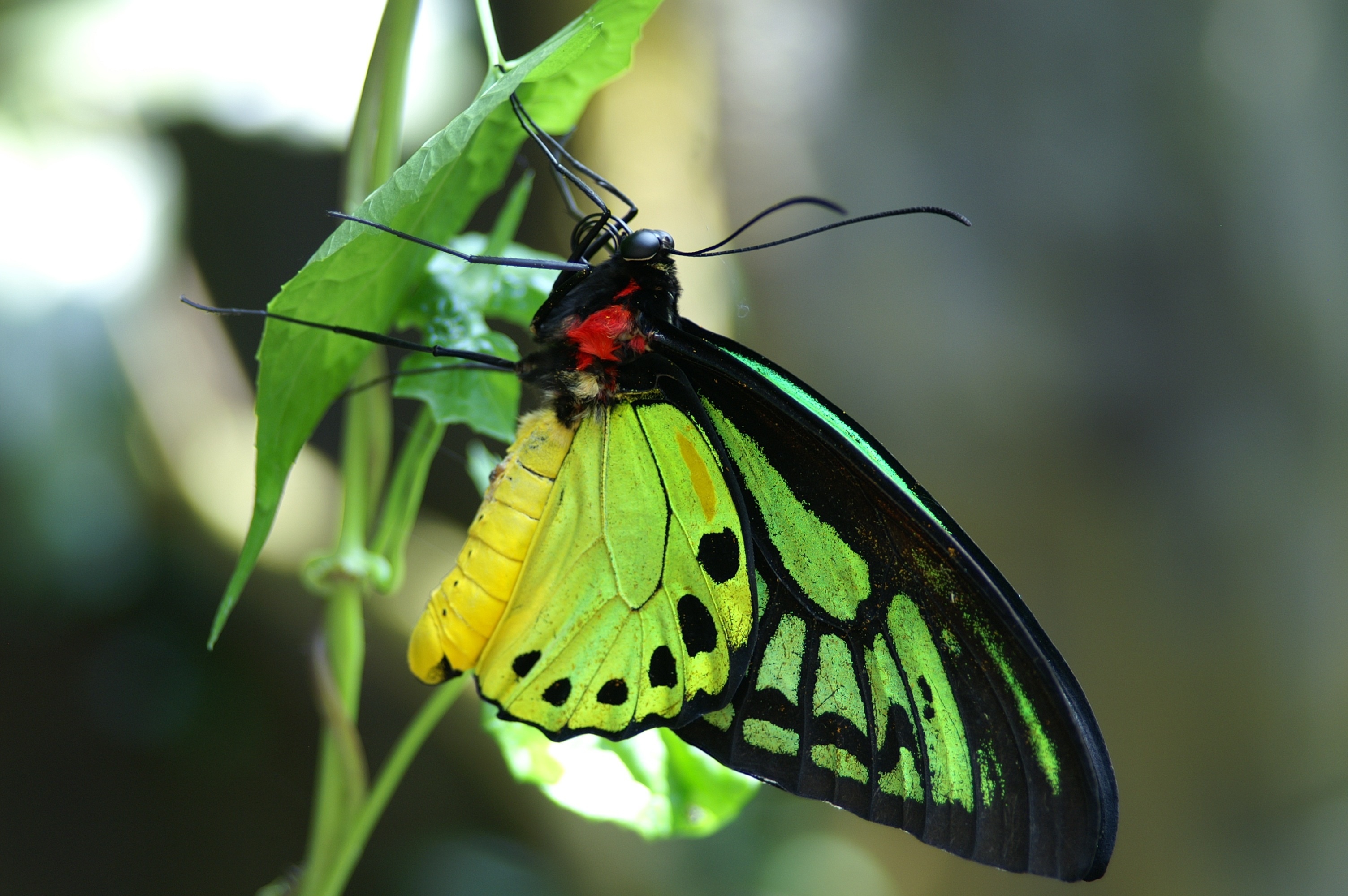 Download mobile wallpaper Butterfly, Animal for free.