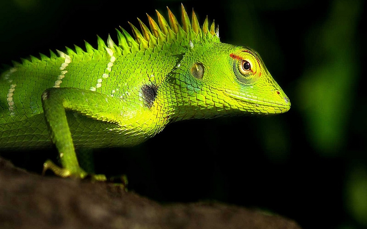 animal, lizard, iguana