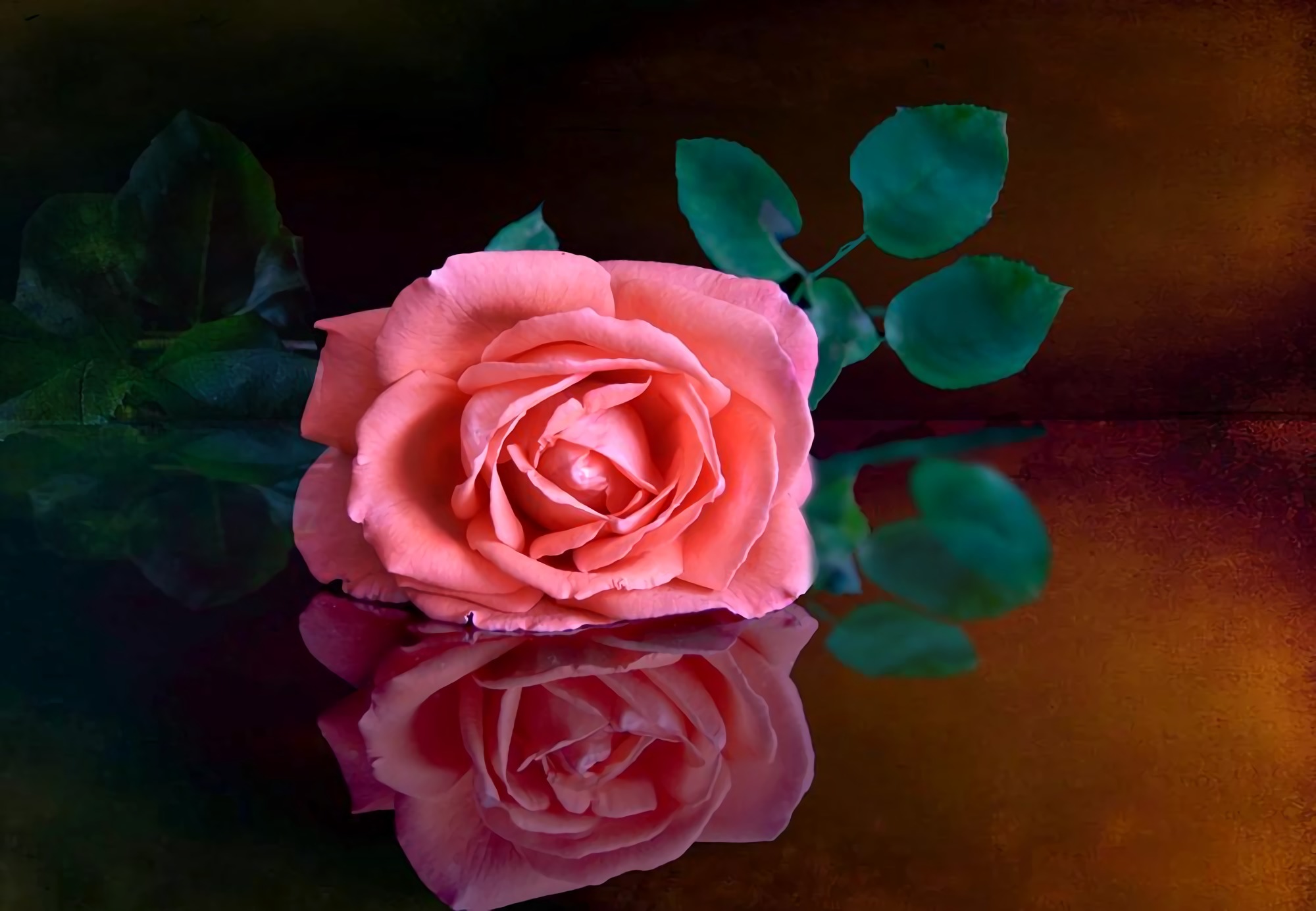 Download mobile wallpaper Flowers, Reflection, Rose, Close Up, Earth, Pink Flower for free.