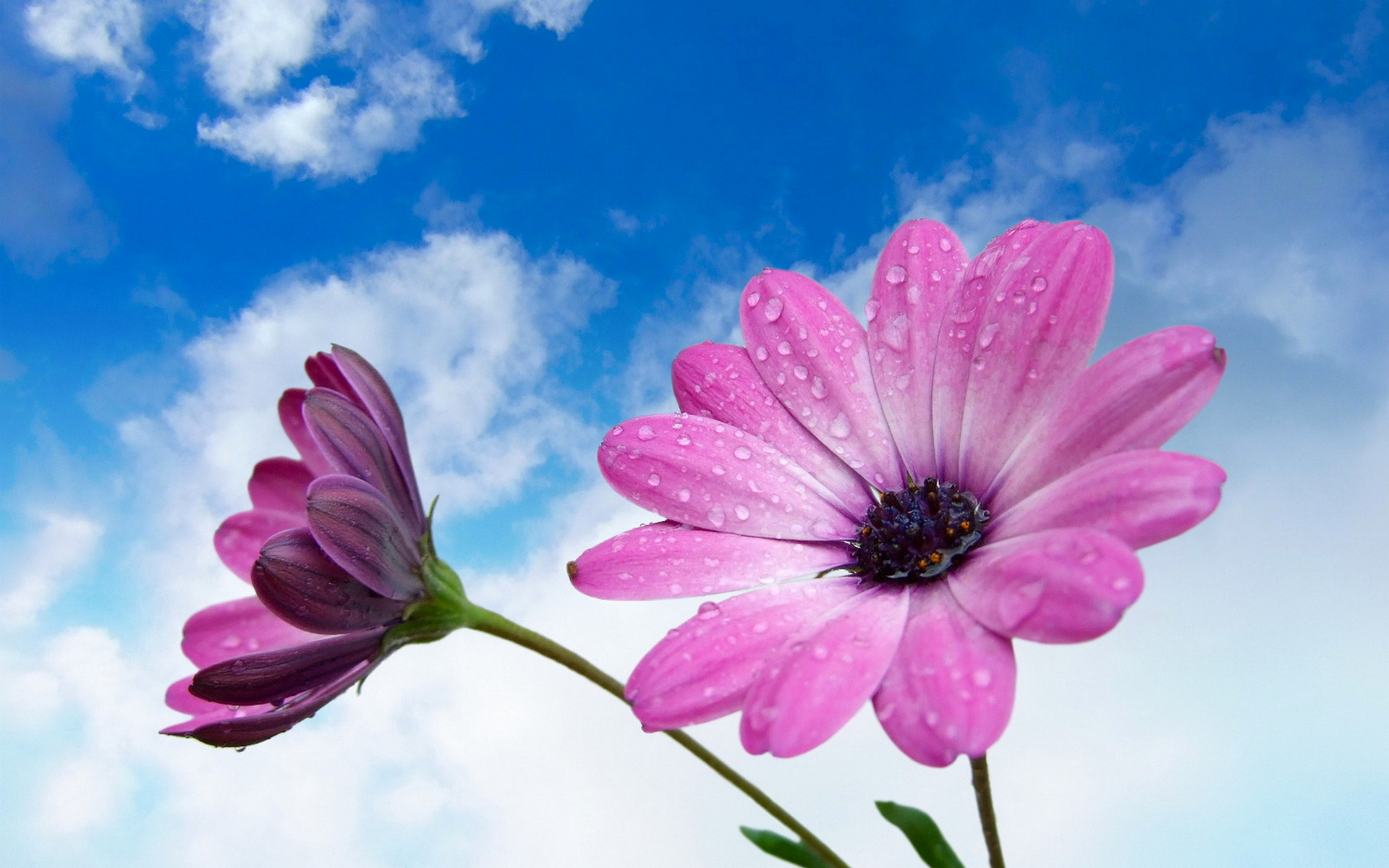 Free download wallpaper Nature, Flower, Earth, African Daisy, Pink Flower on your PC desktop