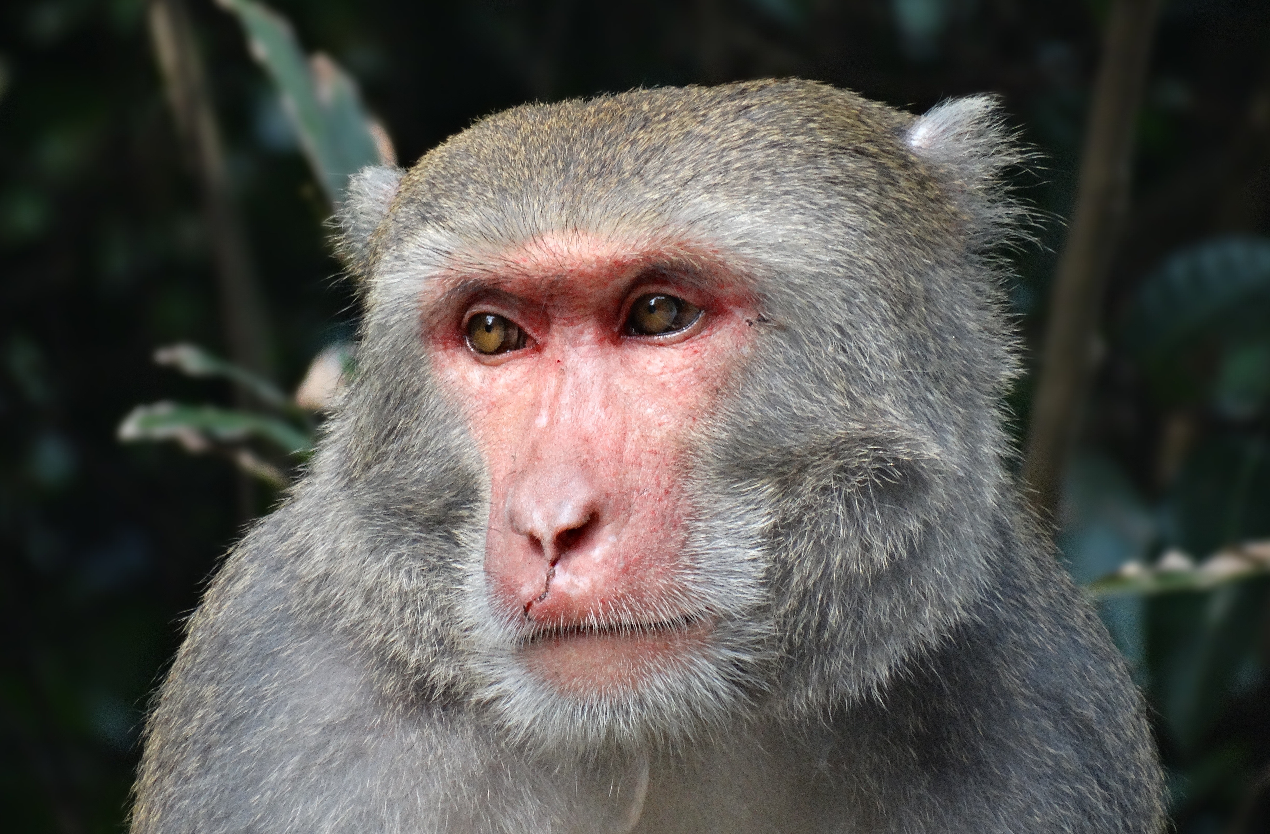 108375 baixar imagens animais, focinho, macaco, visão, opinião, toque, taiwan - papéis de parede e protetores de tela gratuitamente