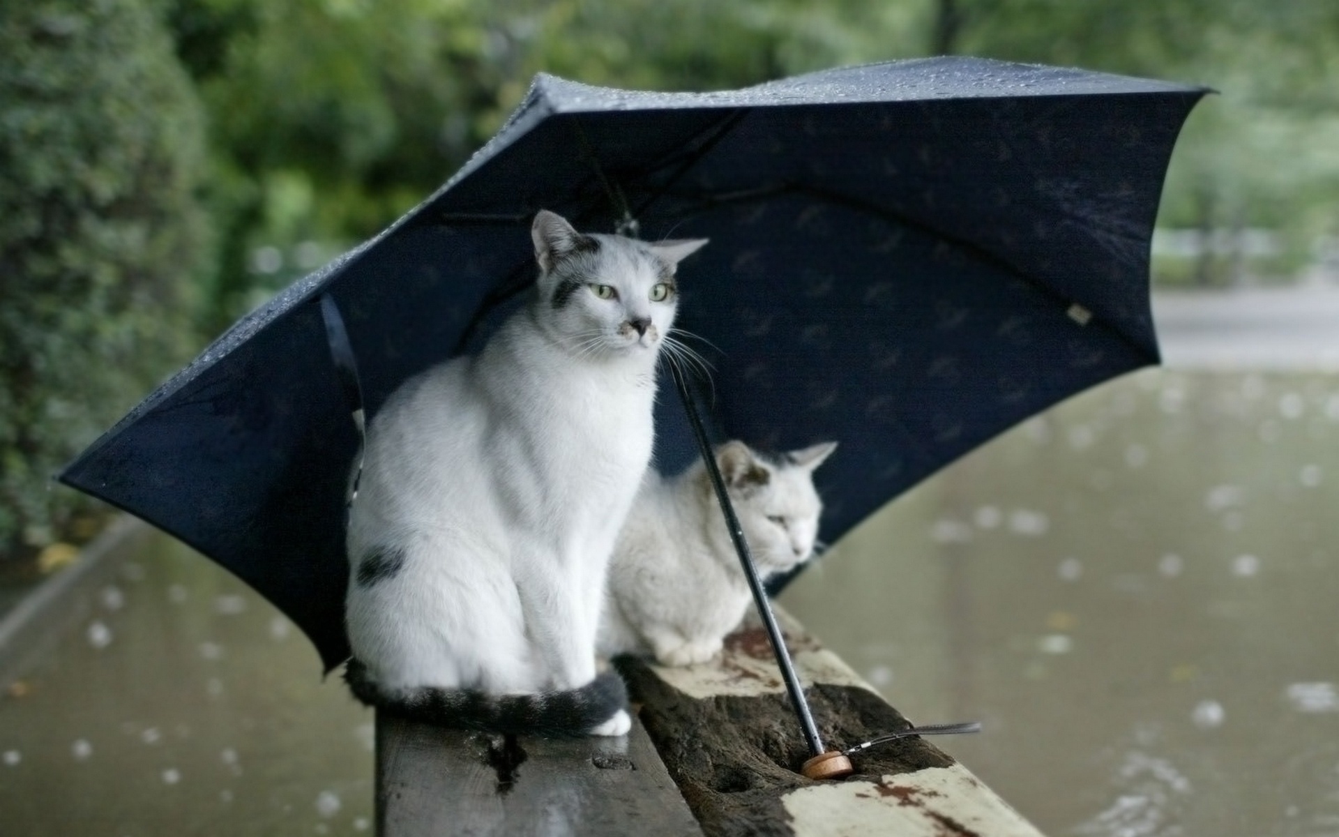 Handy-Wallpaper Regenschirm, Katze, Katzen, Tiere kostenlos herunterladen.
