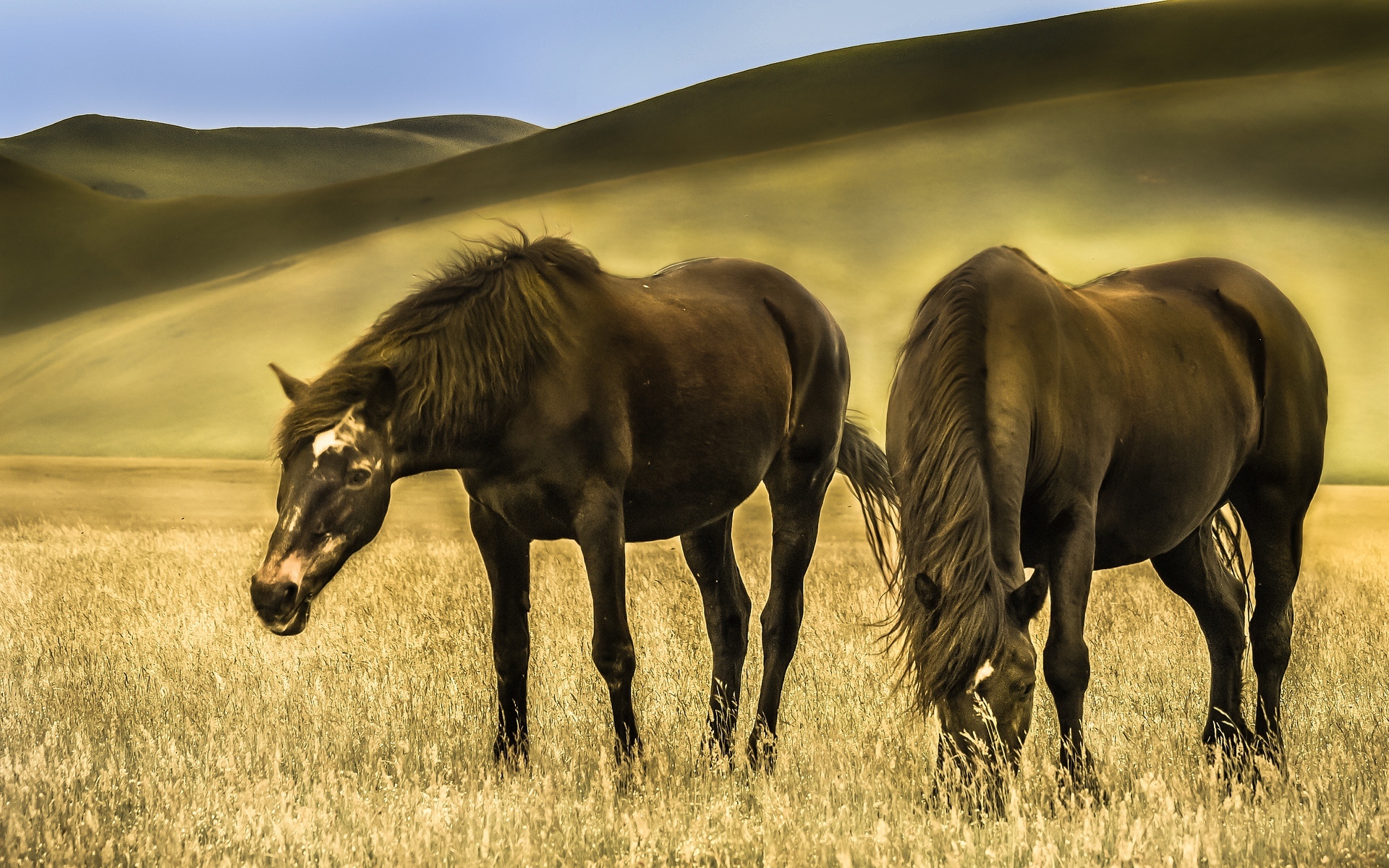 PCデスクトップに動物, 草, 馬, 丘画像を無料でダウンロード