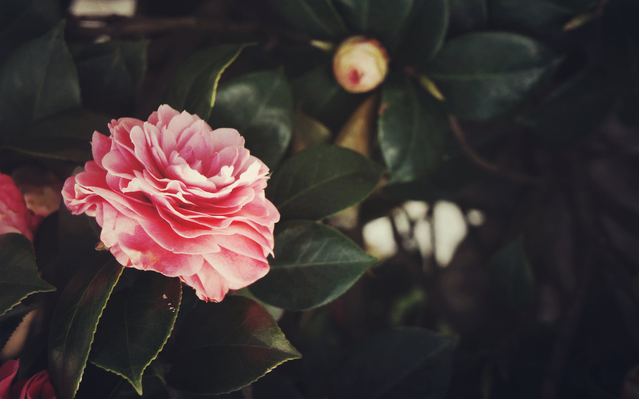 Téléchargez gratuitement l'image Fleurs, Fleur, Terre/nature sur le bureau de votre PC