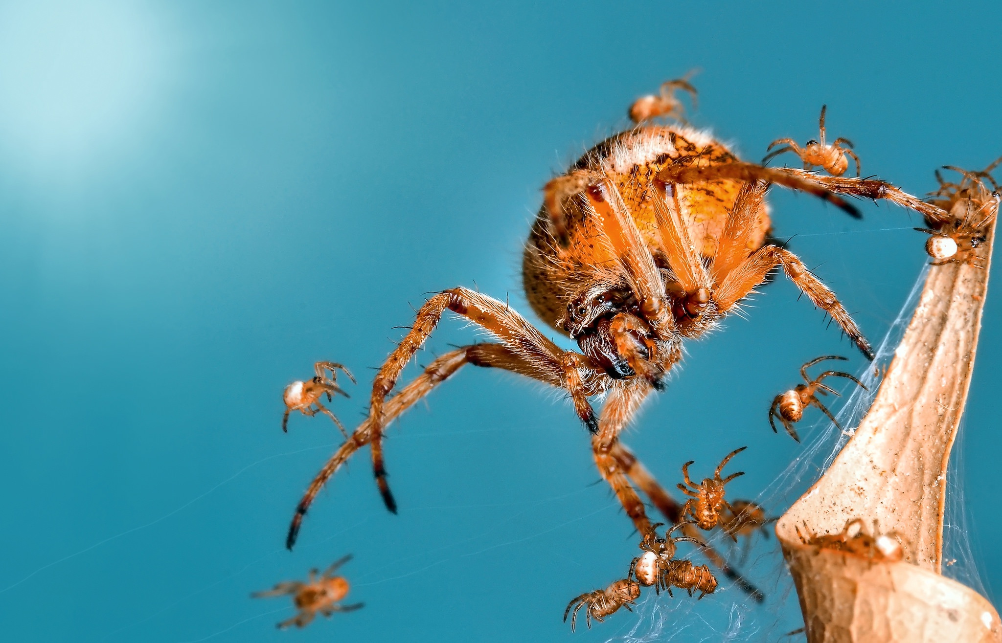 Laden Sie das Tiere, Makro, Insekt, Spinne, Spinnen-Bild kostenlos auf Ihren PC-Desktop herunter