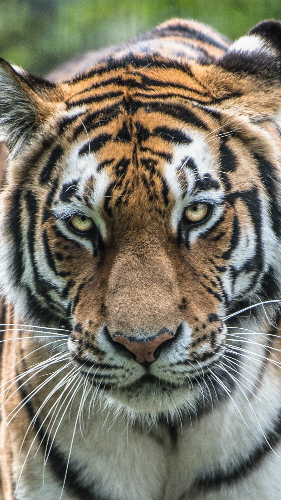1125017 Hintergrundbild herunterladen amur tiger, tiere, tiger, nahansicht, katzen - Bildschirmschoner und Bilder kostenlos