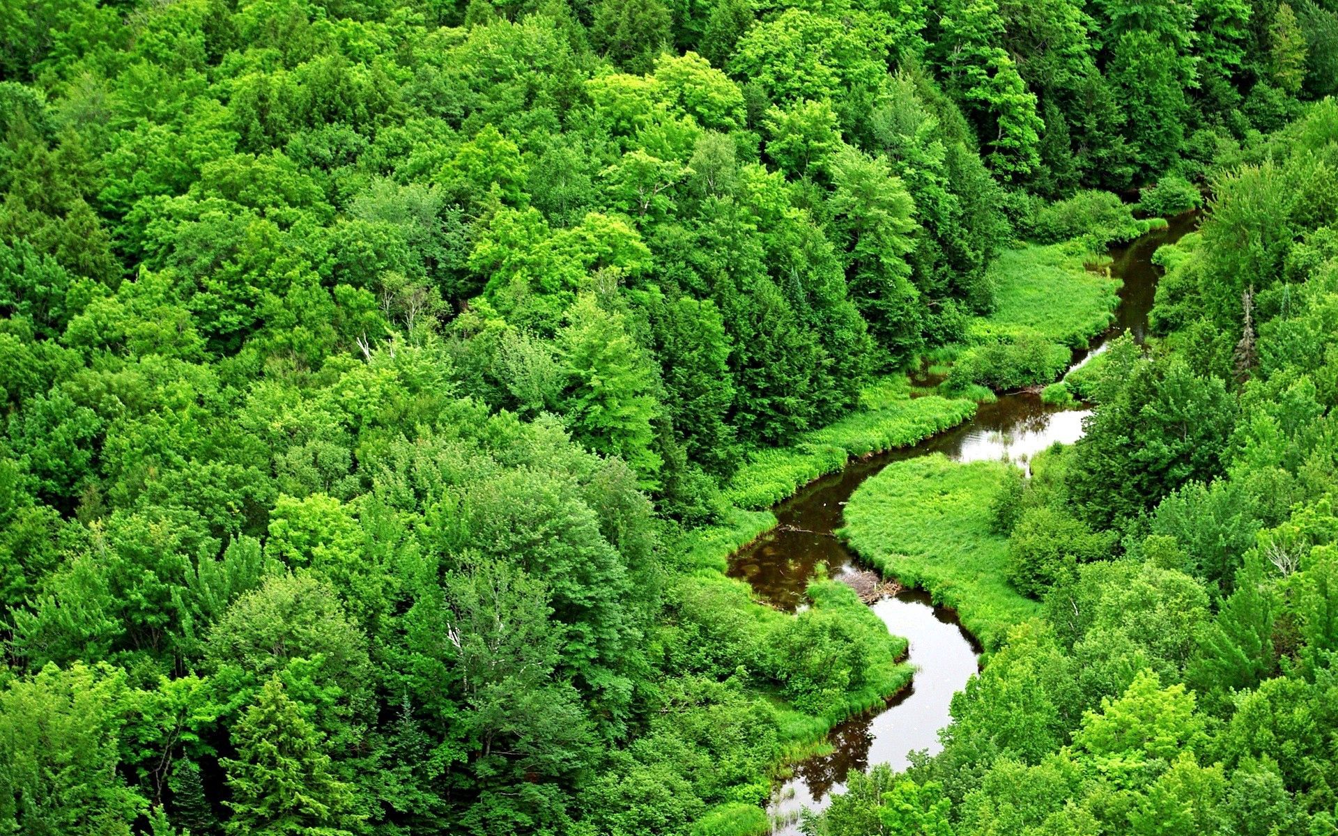 112471 скачать обои лес, зелень, природа, деревья, река, изгибы - заставки и картинки бесплатно