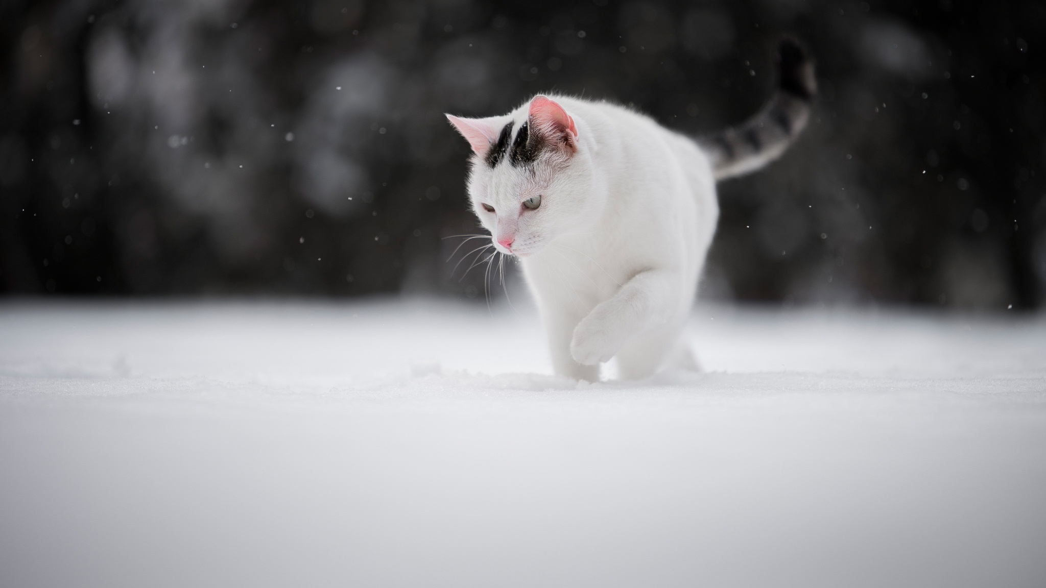 Download mobile wallpaper Winter, Cats, Snow, Cat, Animal, Depth Of Field for free.