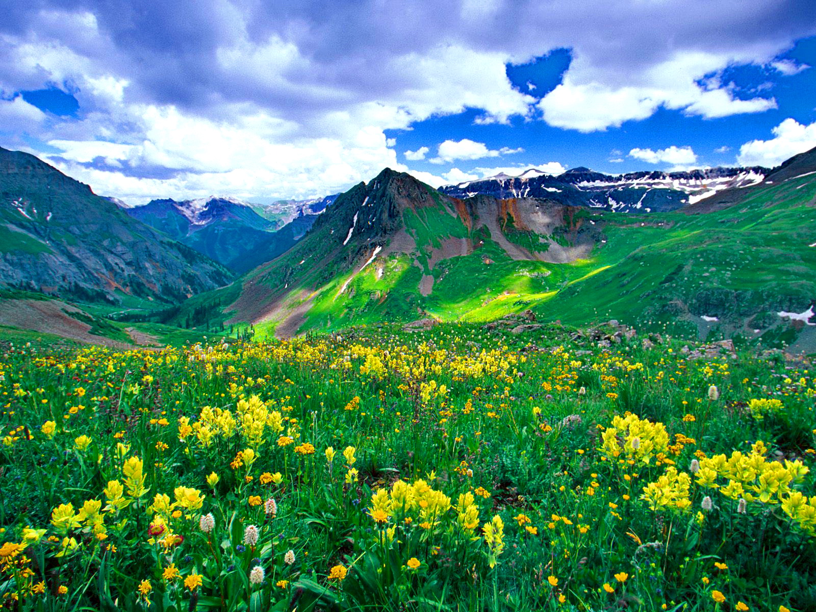 Téléchargez gratuitement l'image Paysage, Montagne, Fleur, Fleur Jaune, Terre/nature sur le bureau de votre PC