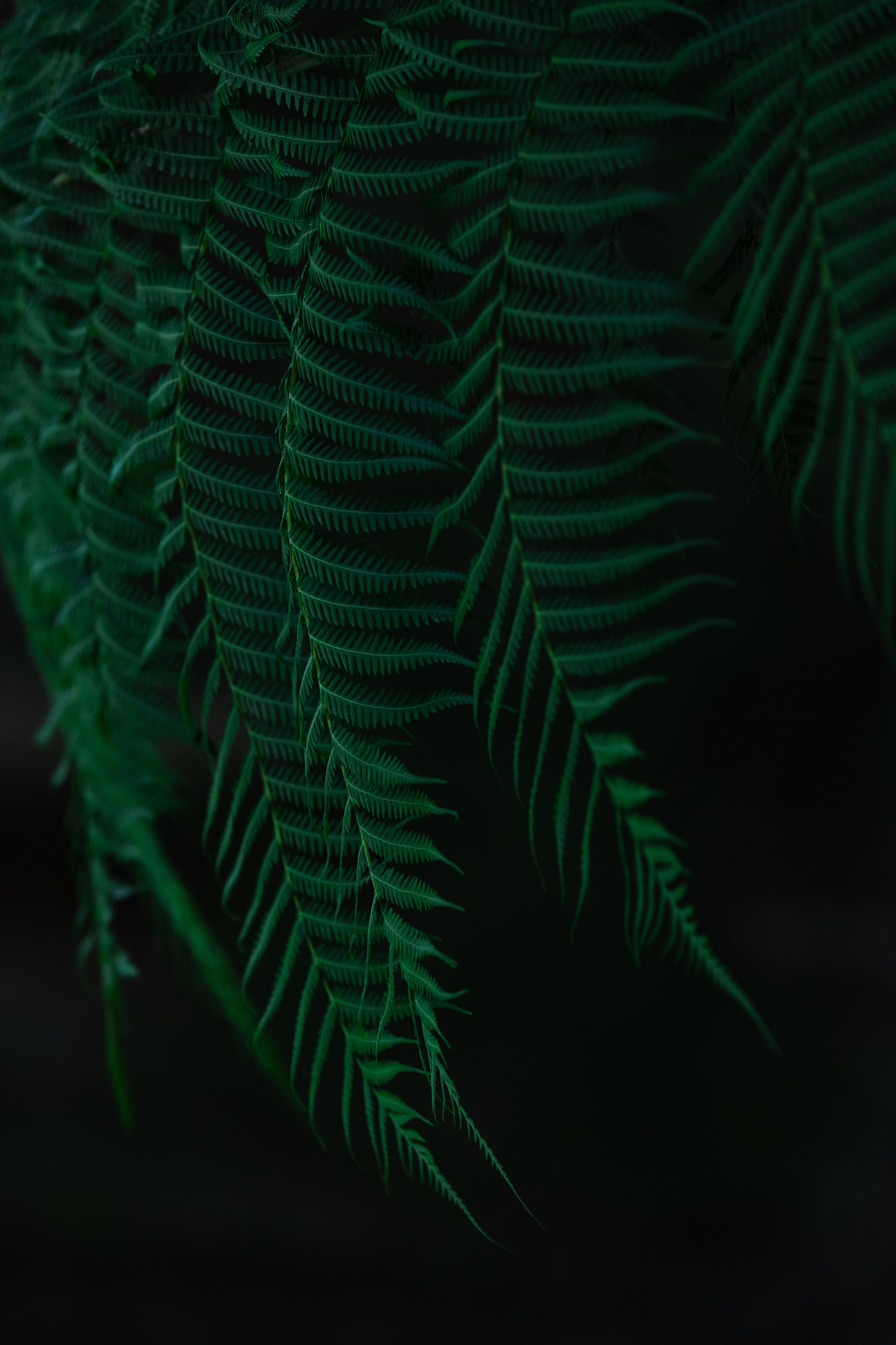 branches, leaves, macro, dark, fern 4K for PC