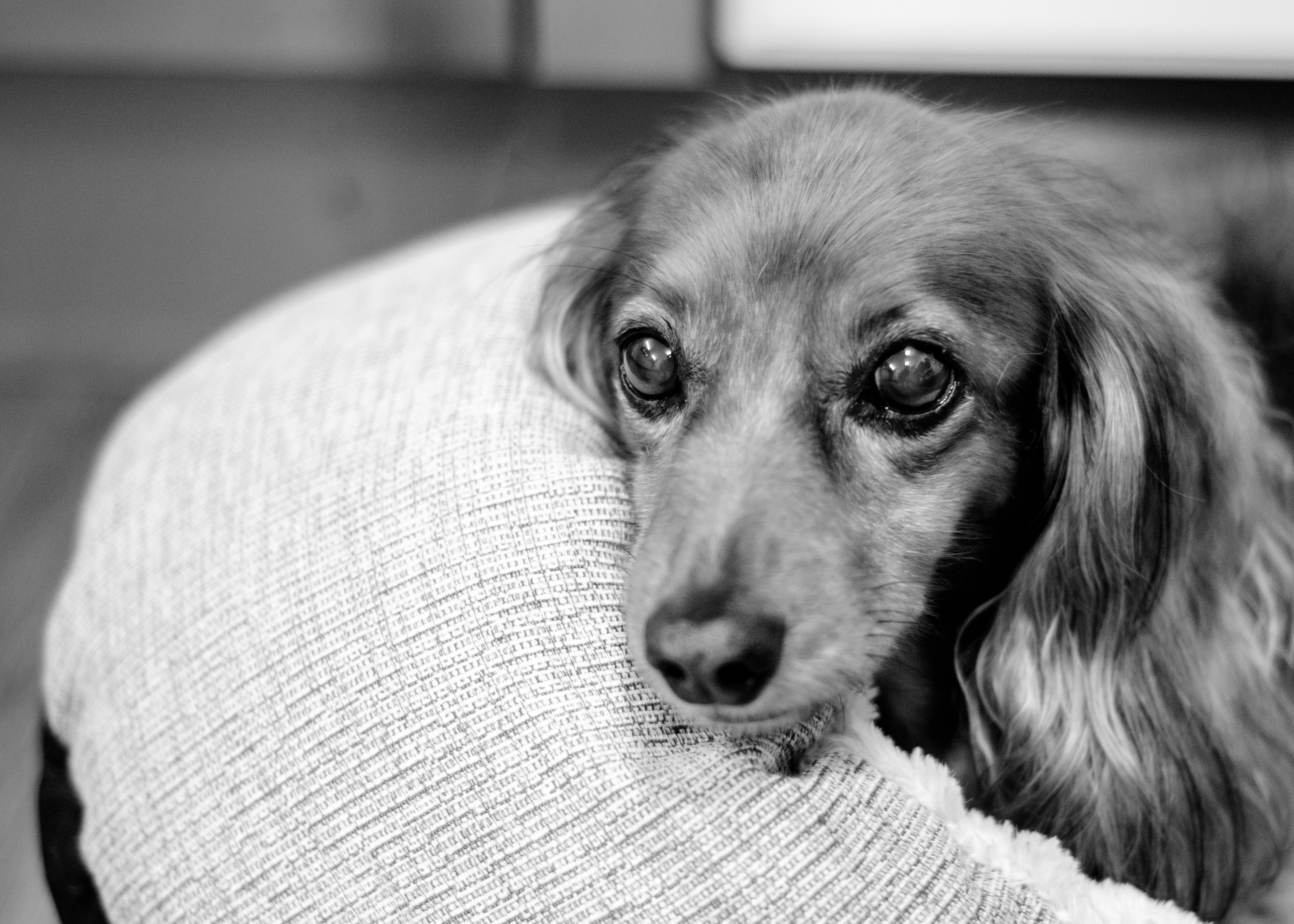 Download mobile wallpaper Dogs, Dog, Animal, Black & White for free.
