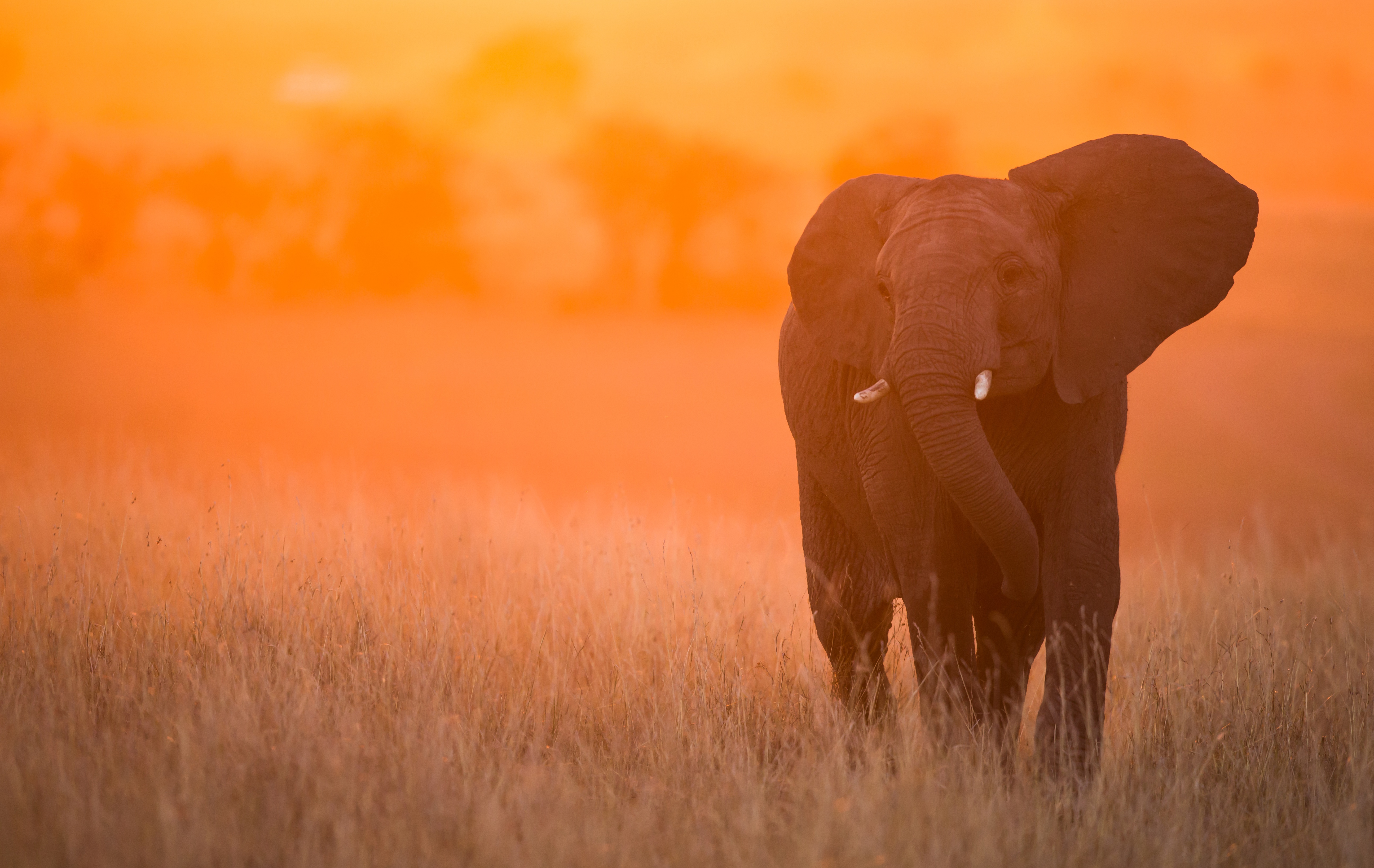Download mobile wallpaper Sunset, Elephants, Animal, African Bush Elephant, Depth Of Field for free.