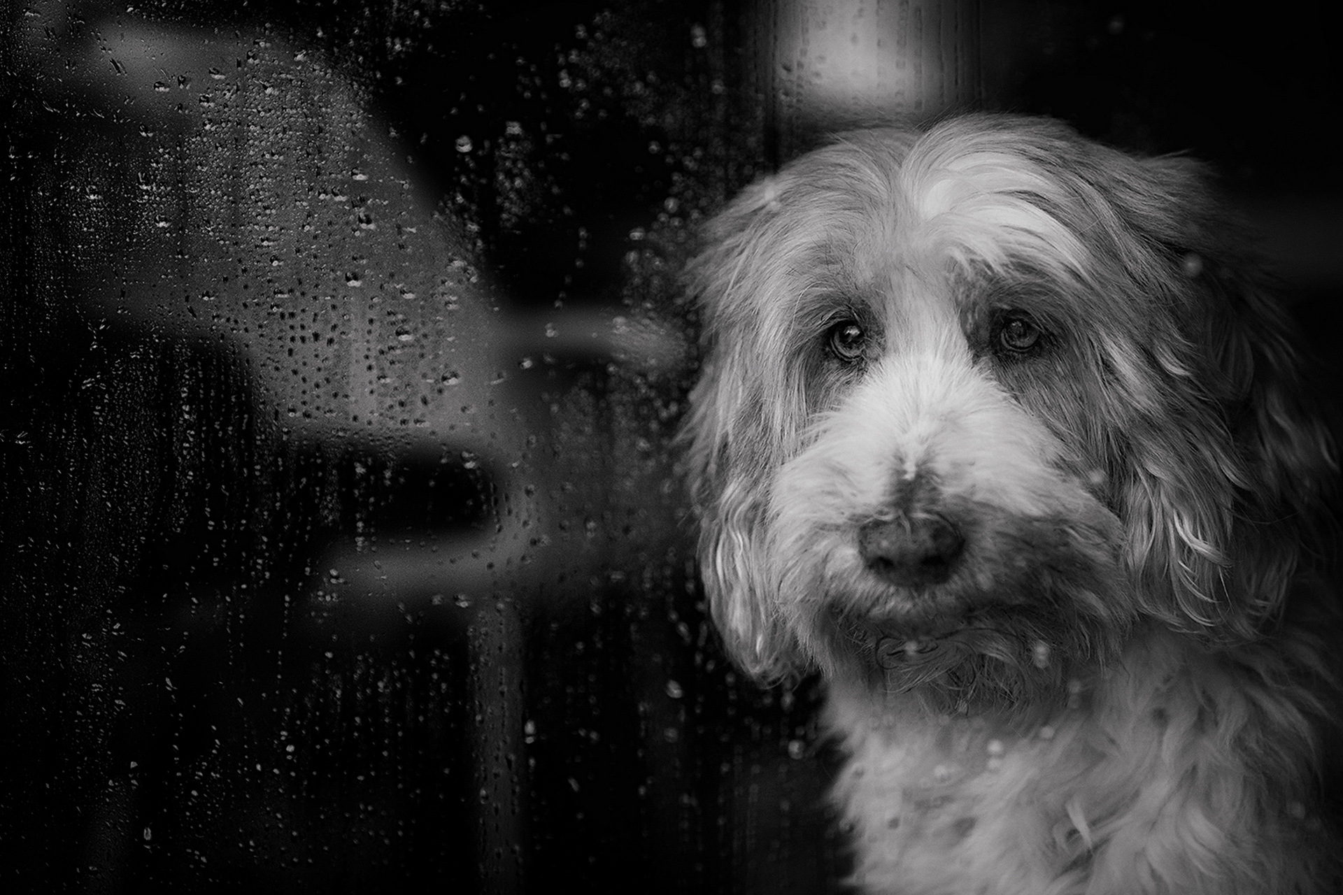 PCデスクトップに動物, 犬, 黒 白, 雨滴画像を無料でダウンロード