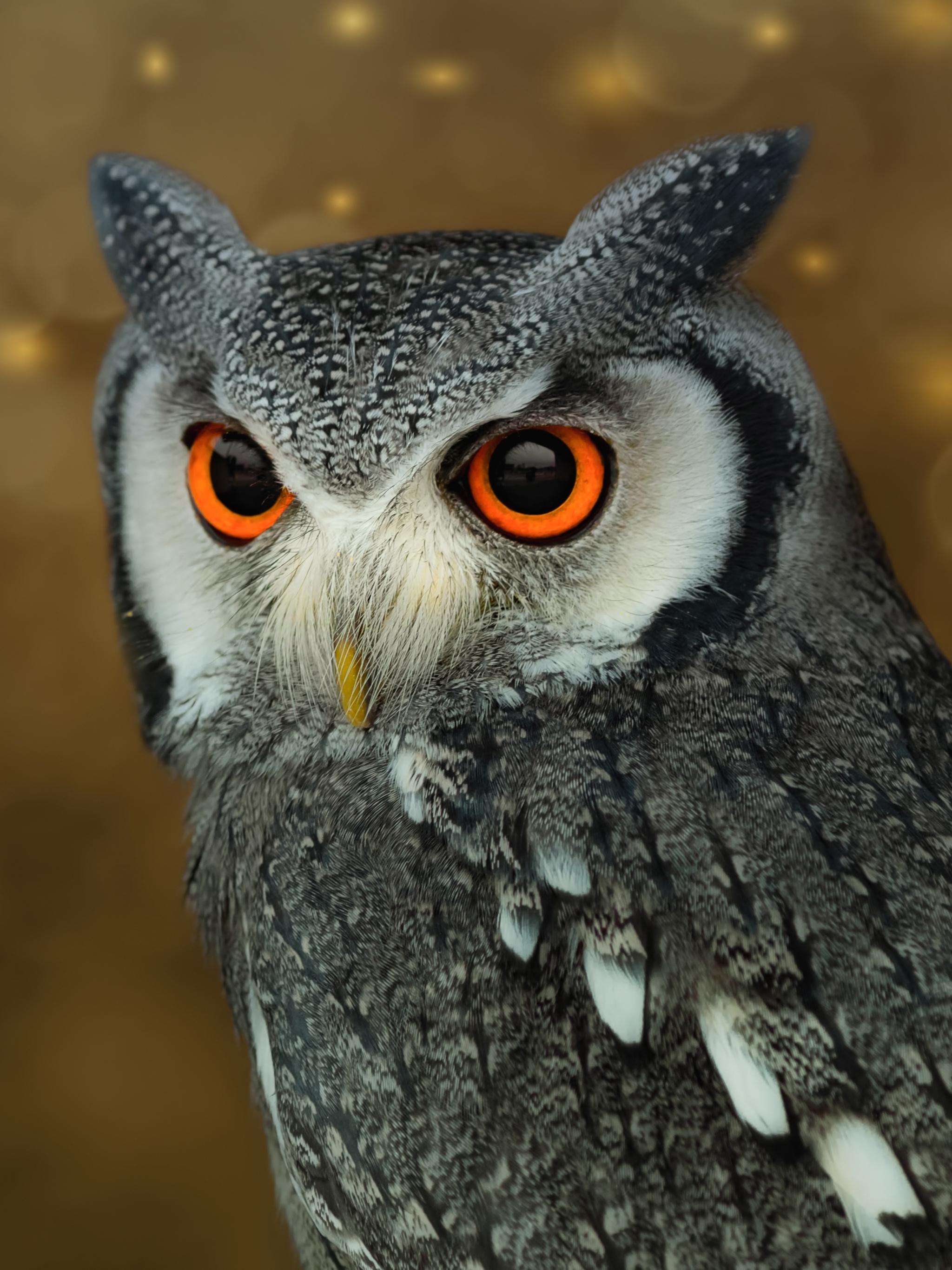 Free download wallpaper Birds, Owl, Bird, Animal on your PC desktop